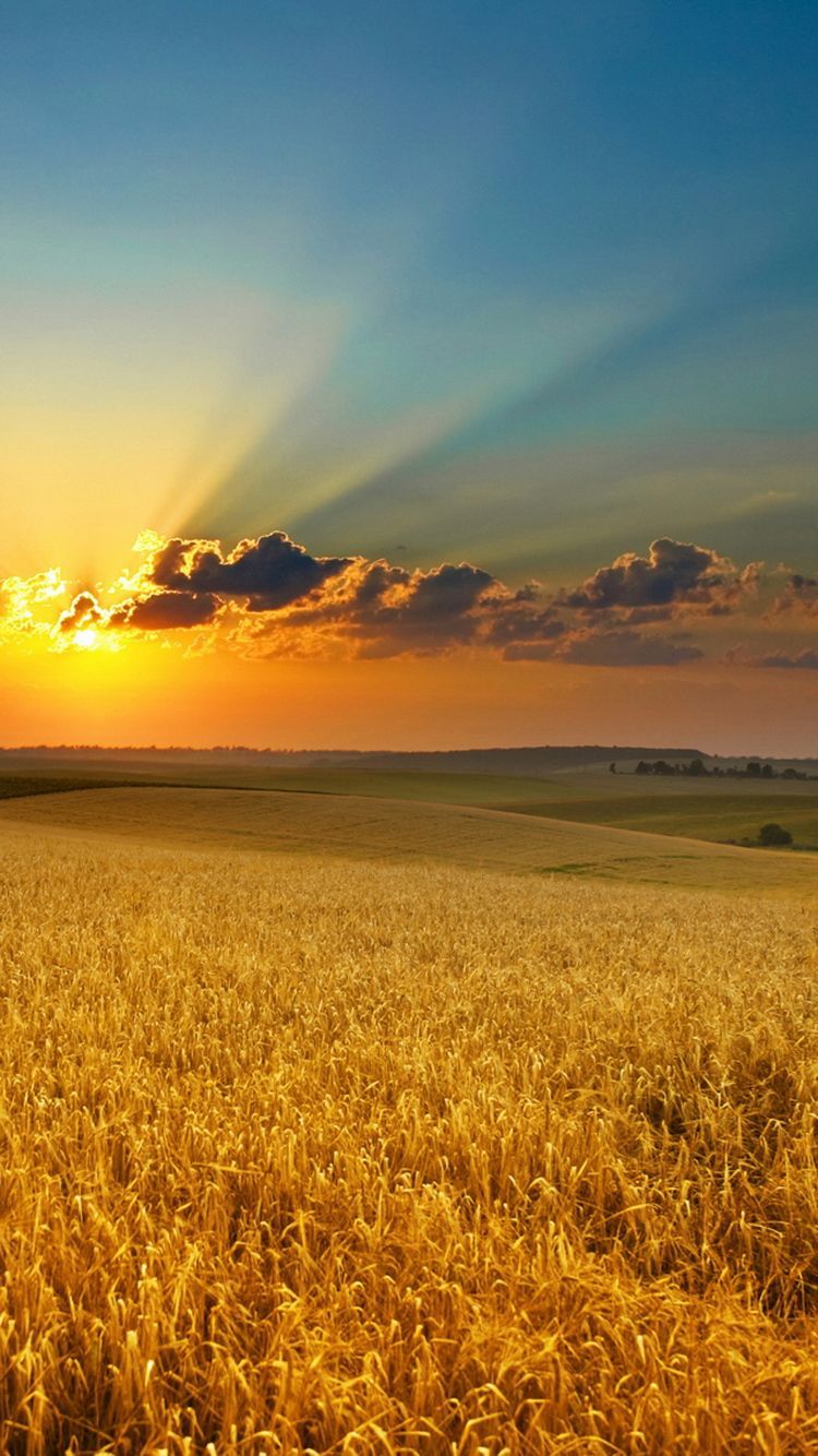 Sunset In Wheat Grass Field Wallpapers