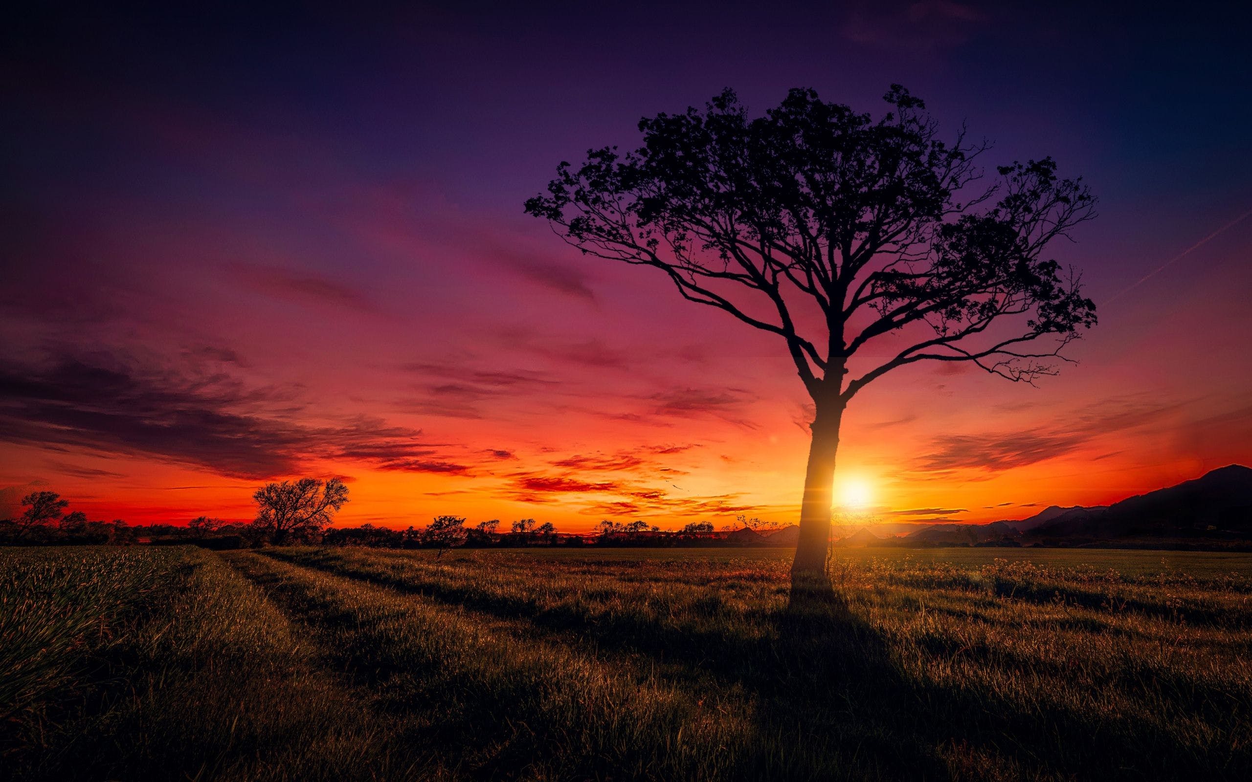 Sunset Nature Trees Wallpapers