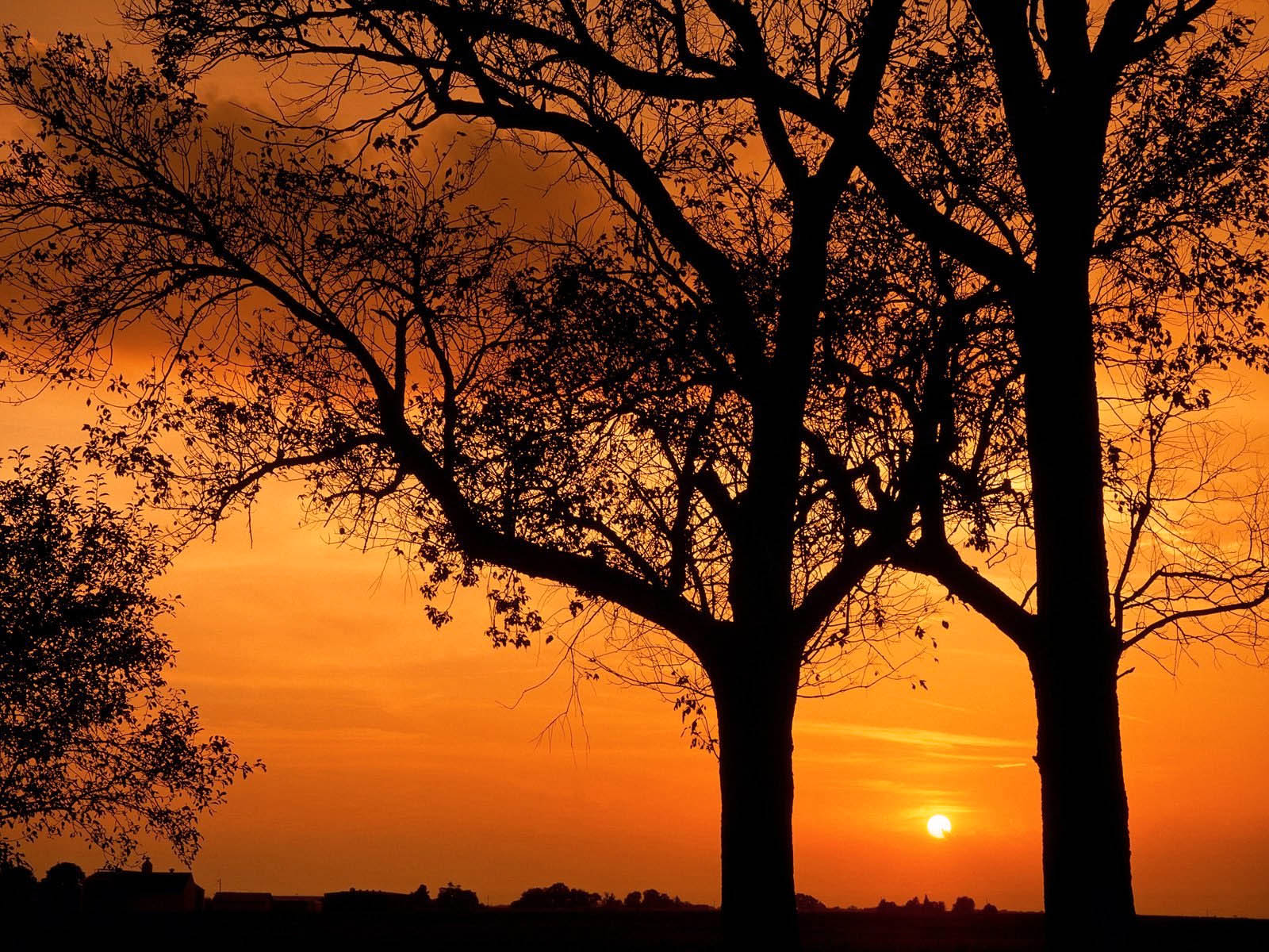 Sunset Nature Trees Wallpapers