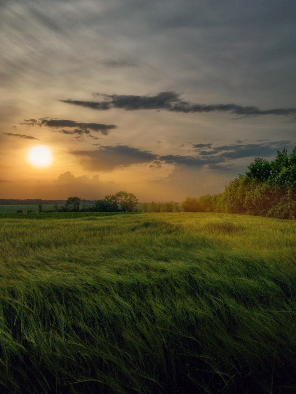 Sunset Over Field Wallpapers