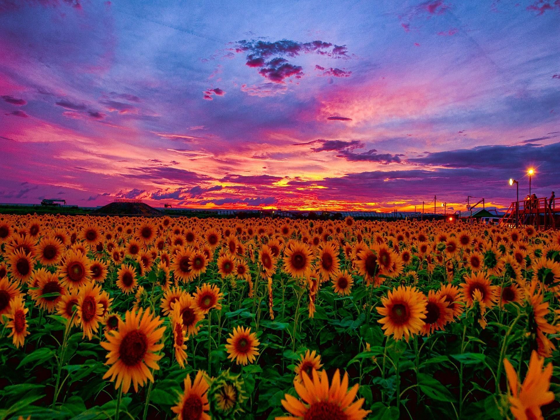 Sunset Over Field Wallpapers