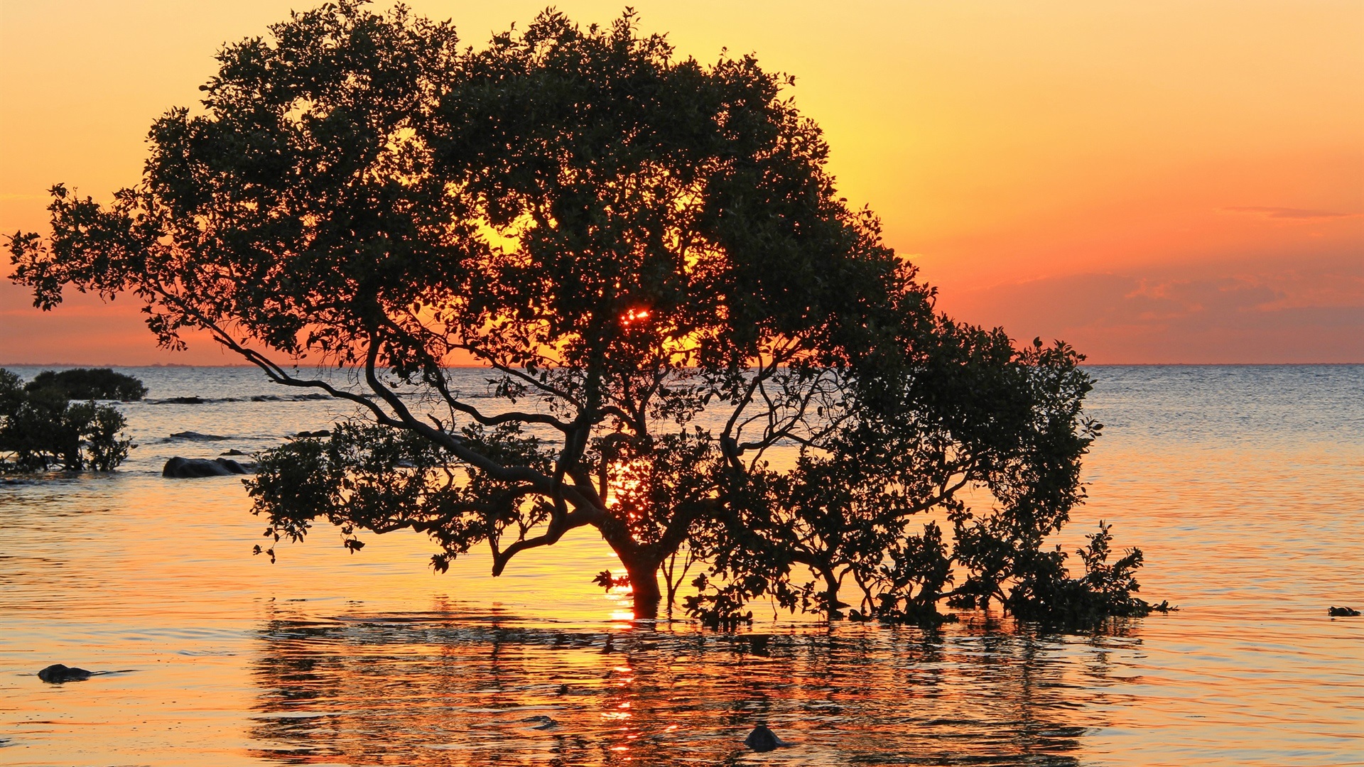 Sunset Tree Red Ocean And Sky Wallpapers