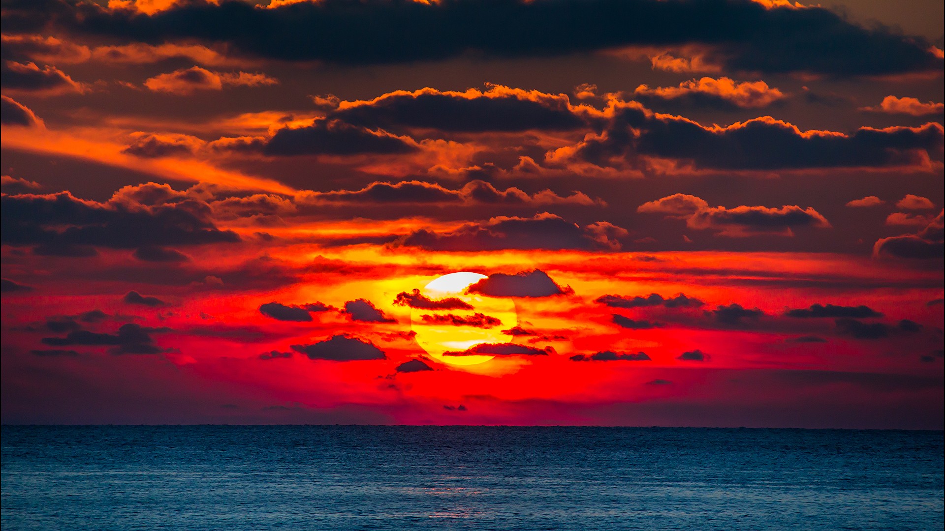 Sunset Tree Red Ocean And Sky Wallpapers