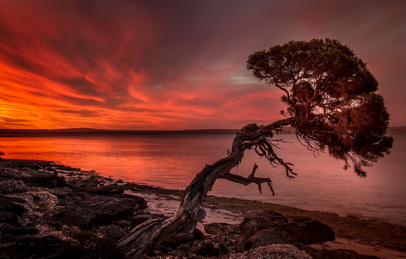 Sunset Tree Red Ocean And Sky Wallpapers