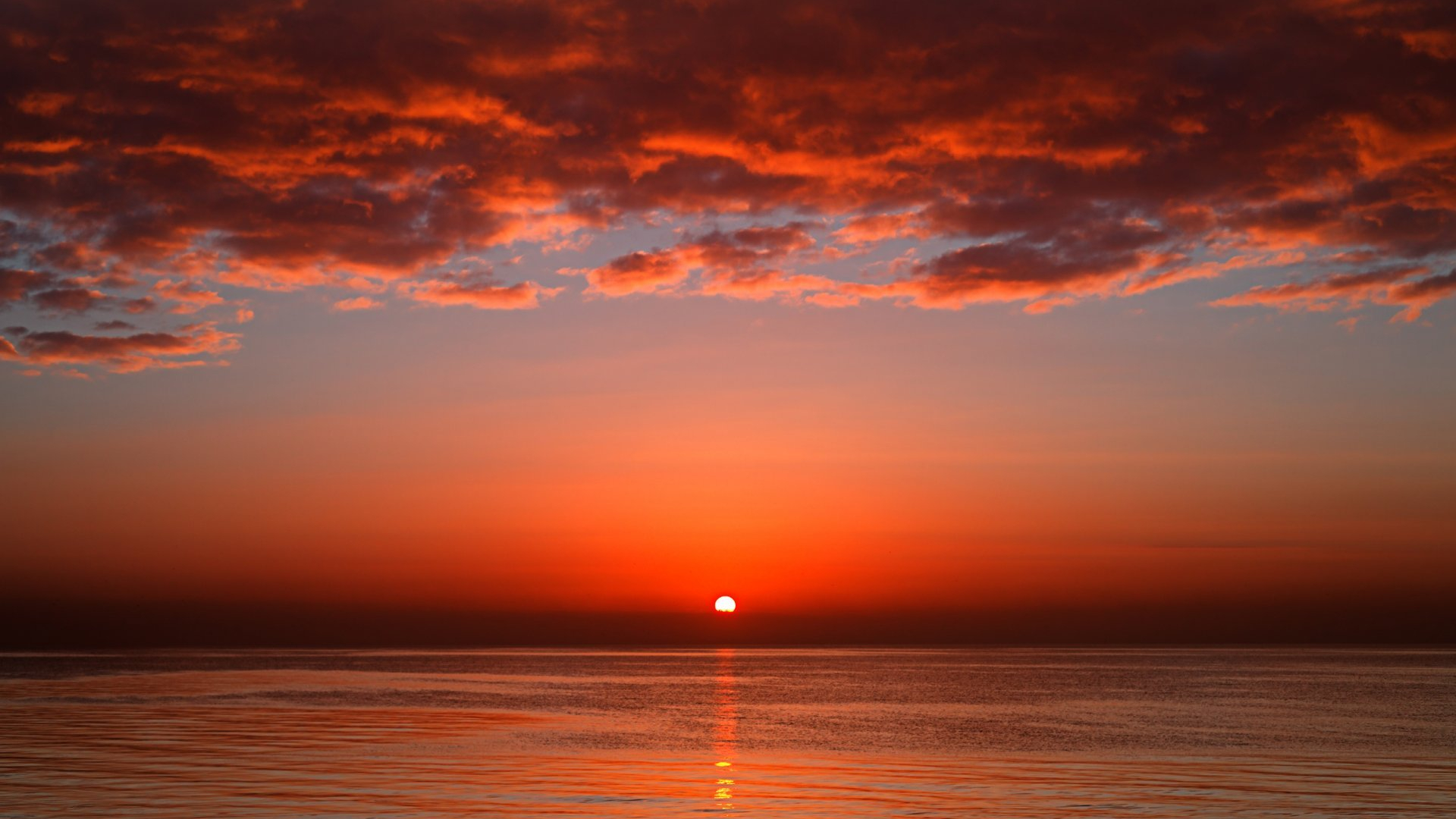 Sunset Tree Red Ocean And Sky Wallpapers