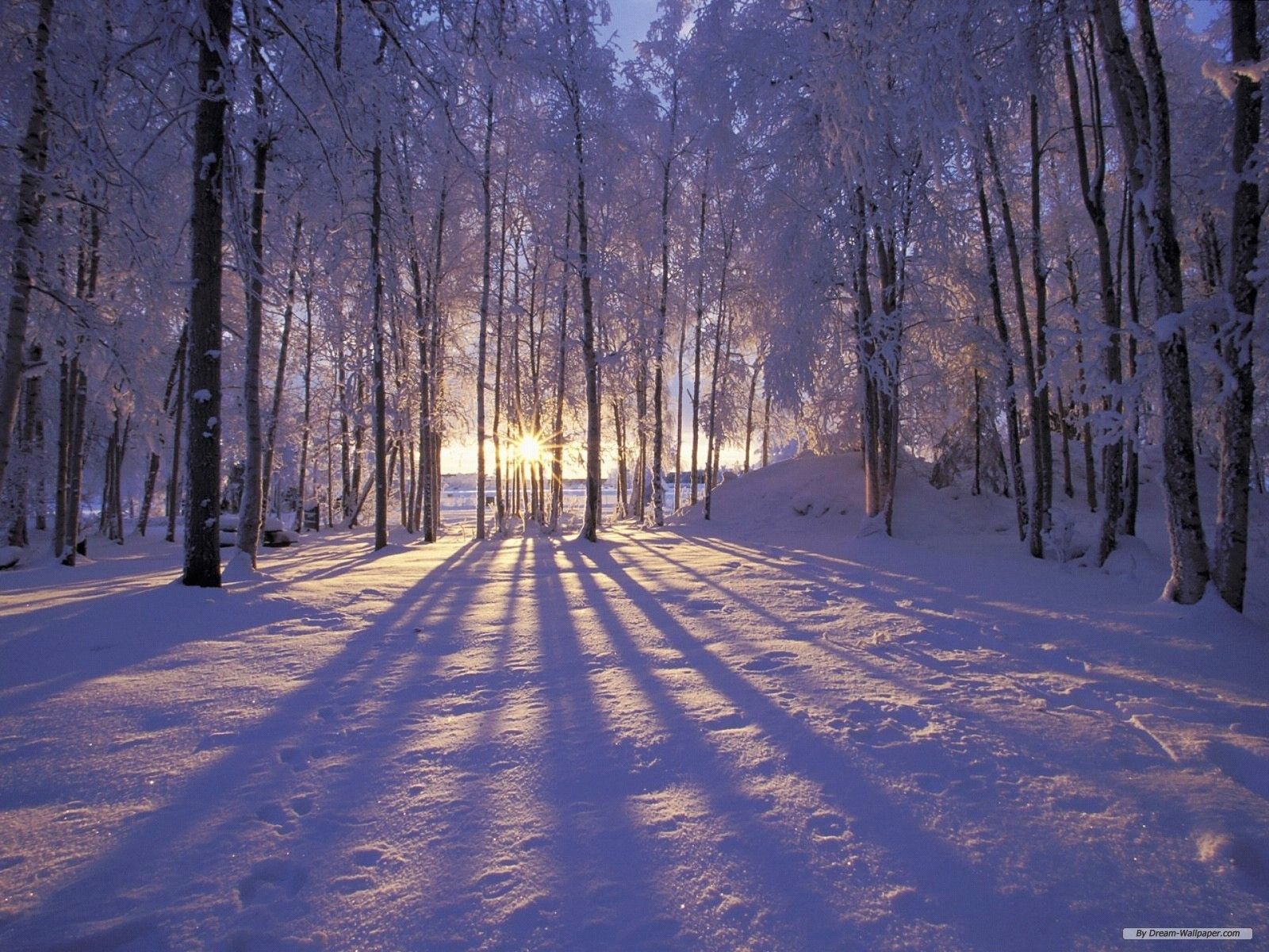 Sunset Winter At Empty Forest Wallpapers