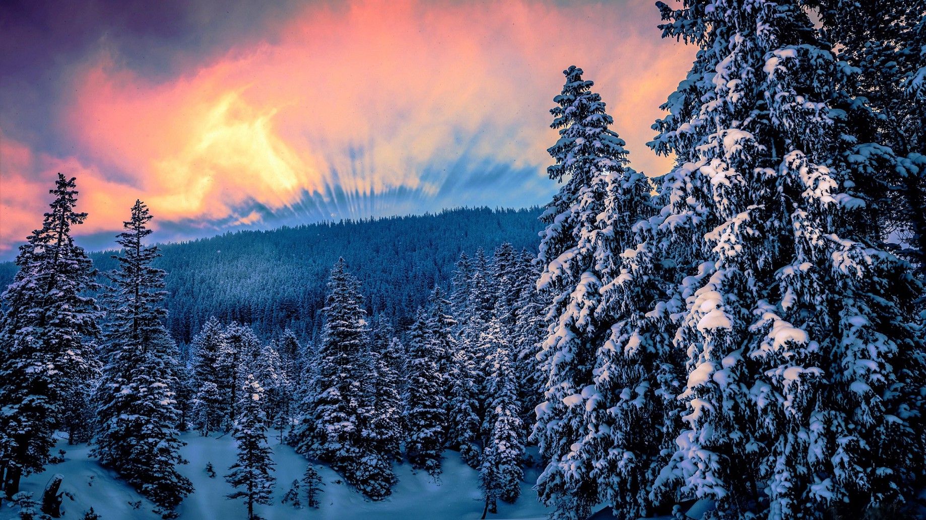 Sunset Winter At Empty Forest Wallpapers