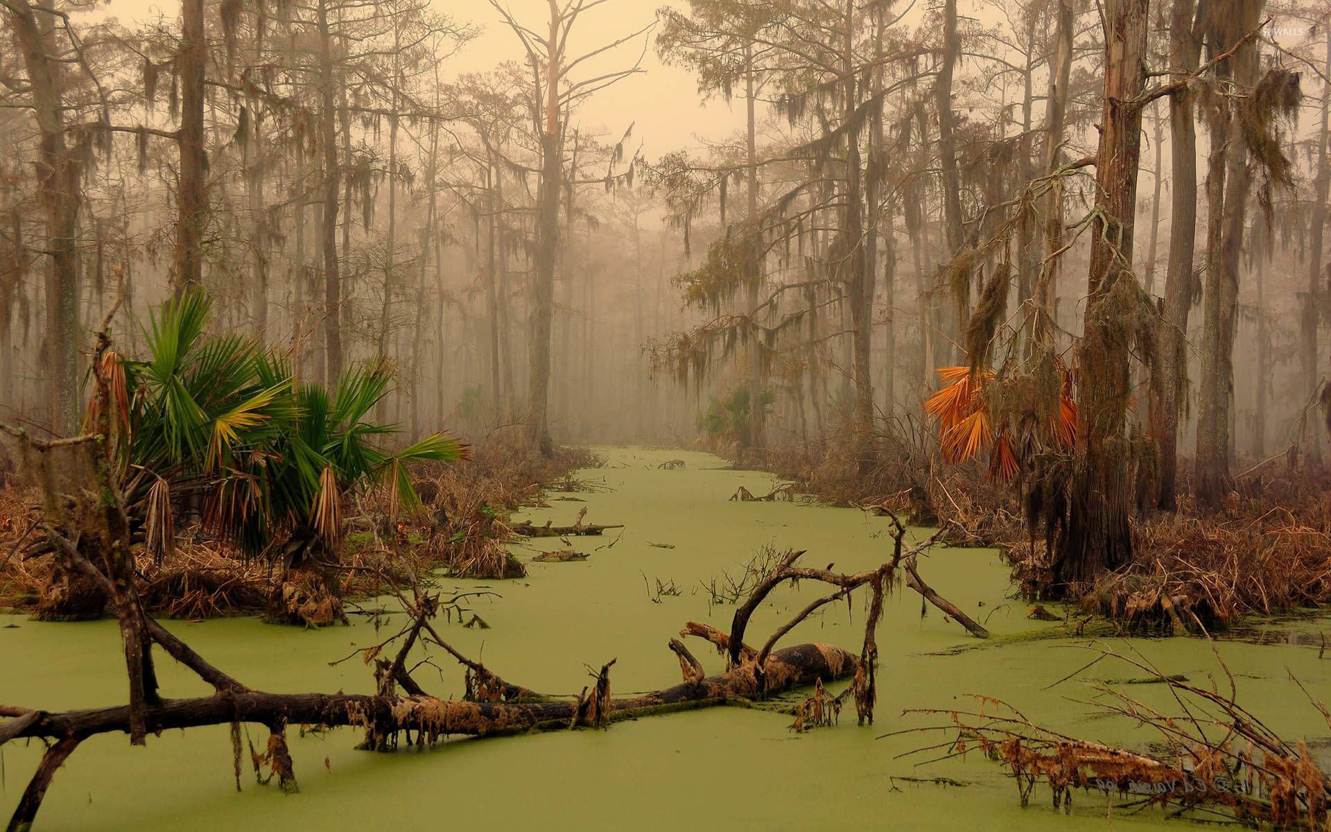 Swamp Wallpapers