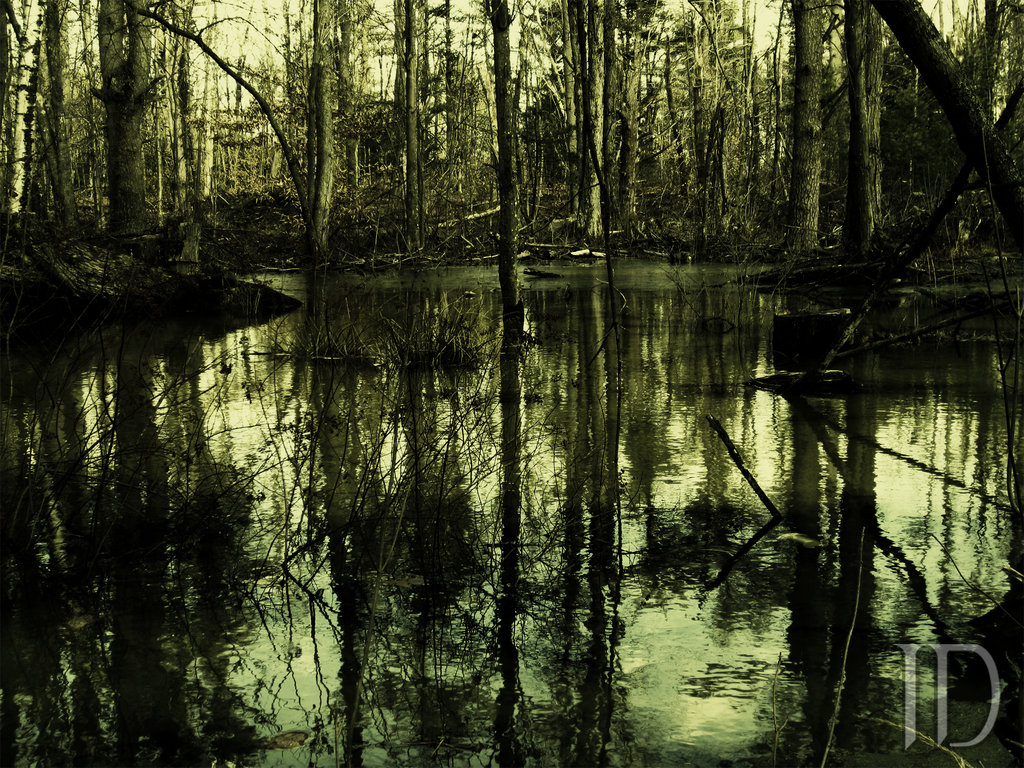 Swamp Wallpapers