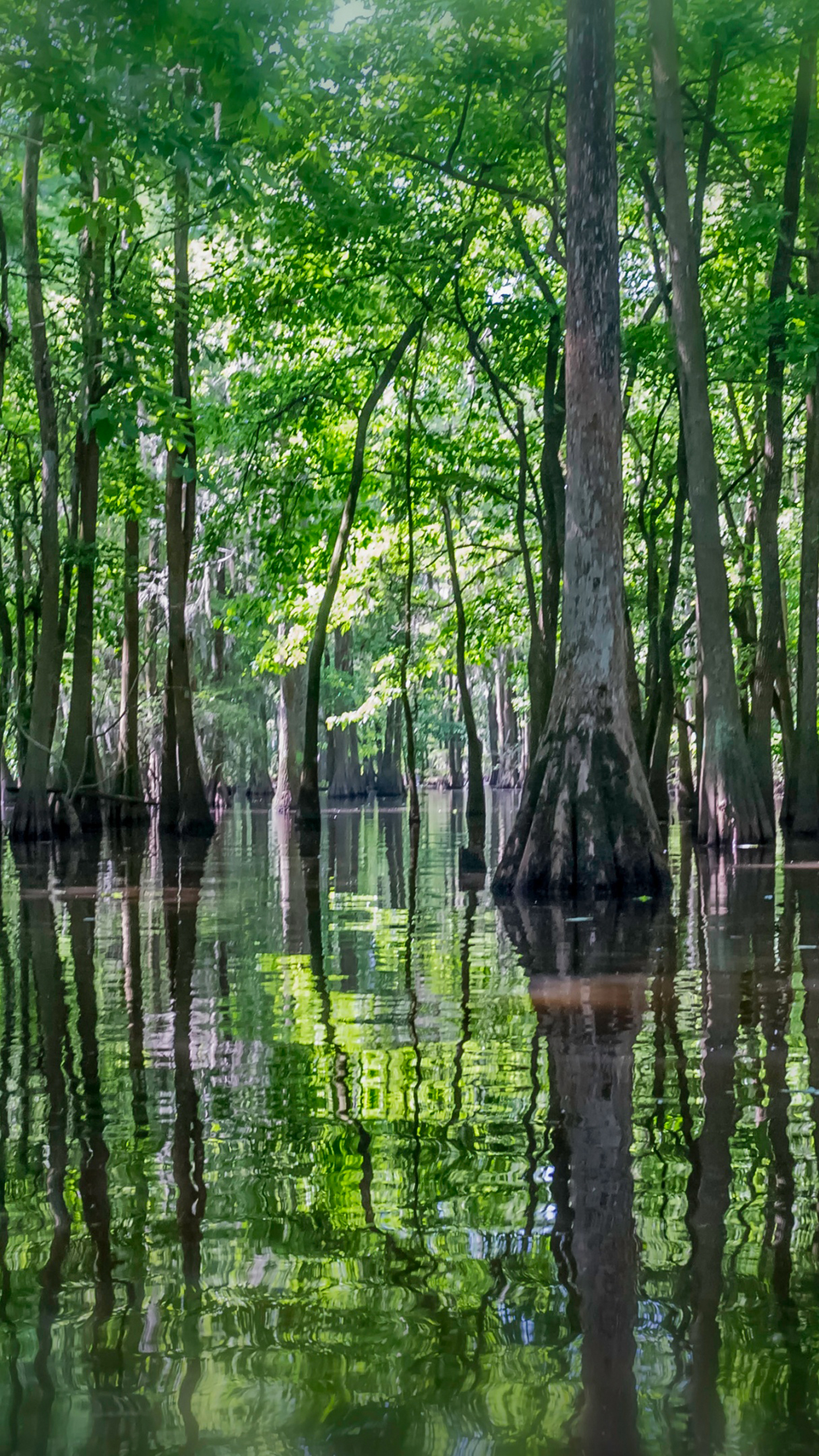 Swamp Wallpapers