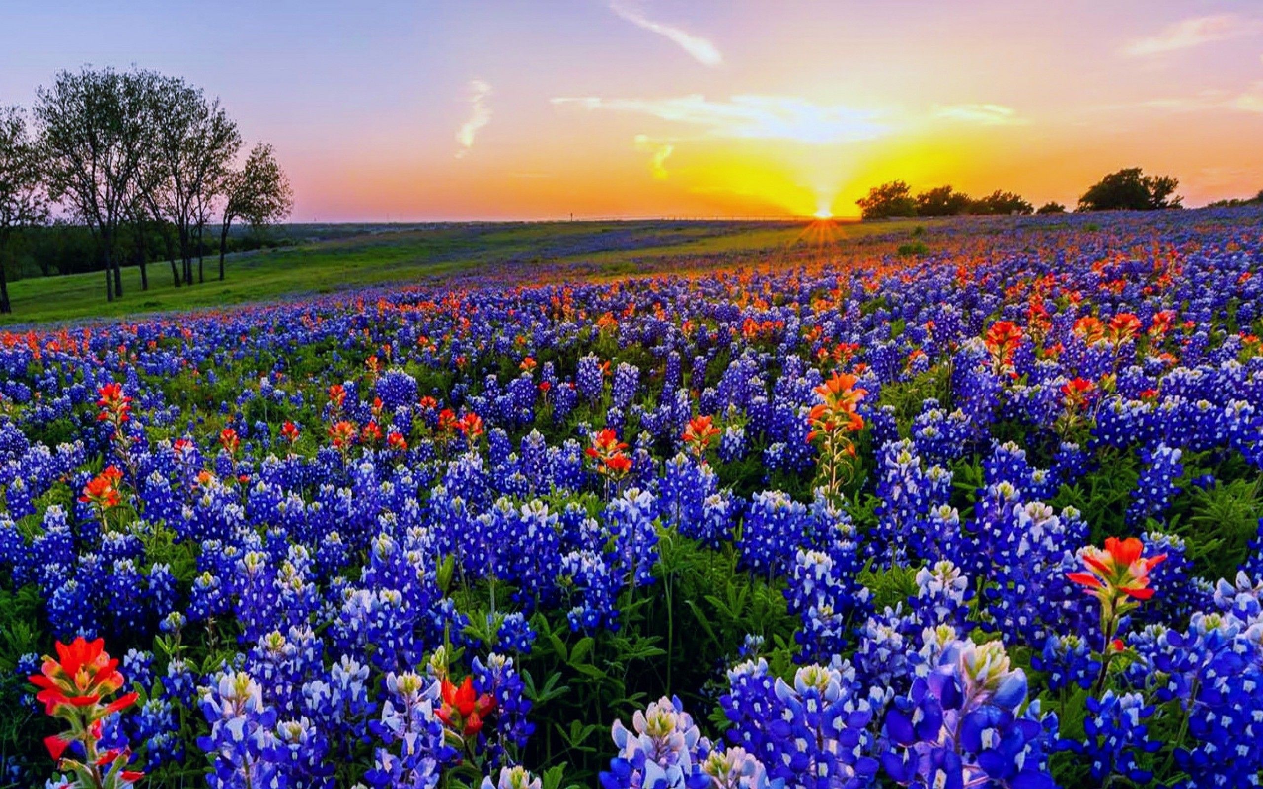 Texas Bluebonnets Wallpapers