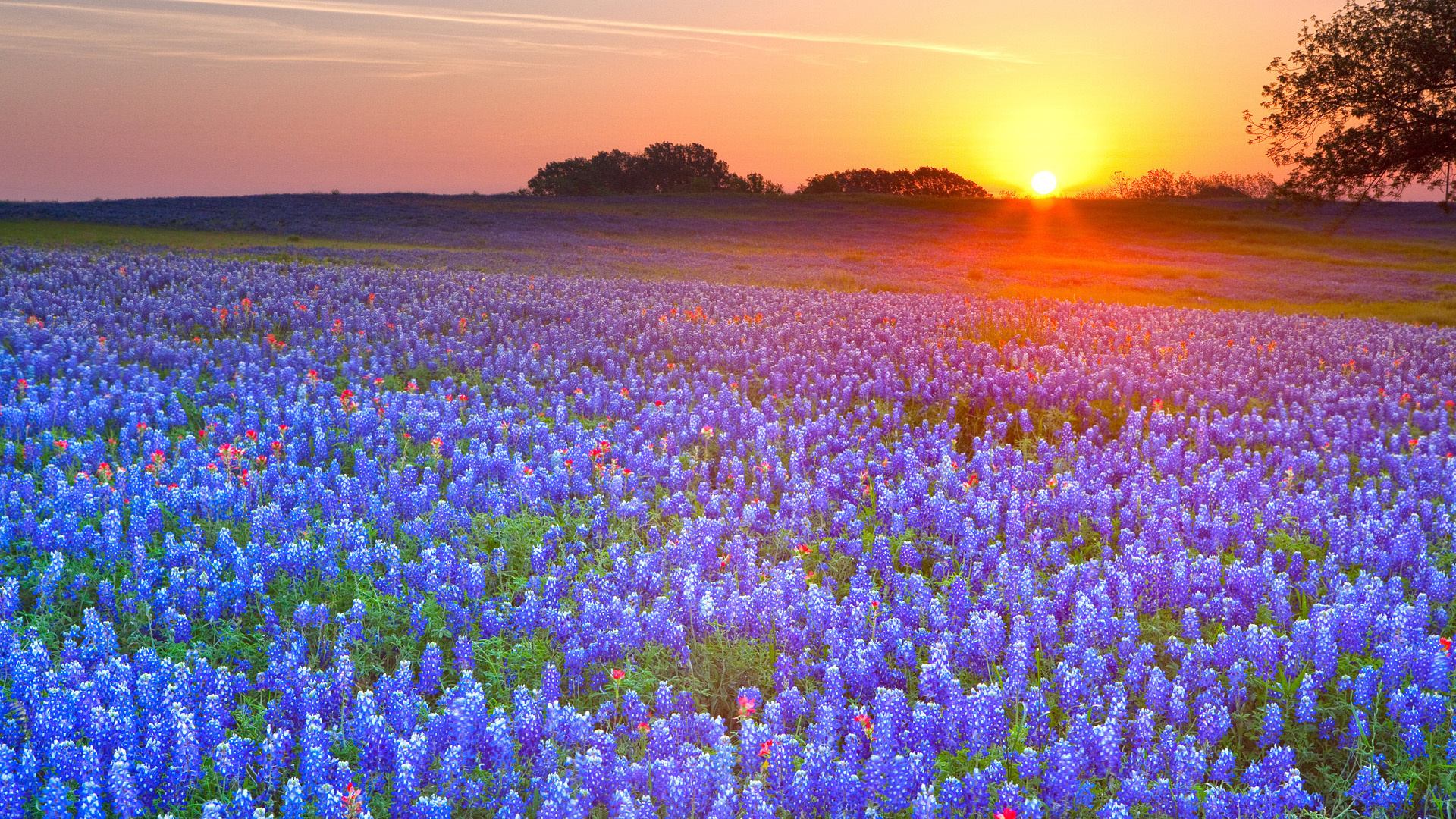 Texas Bluebonnets Wallpapers