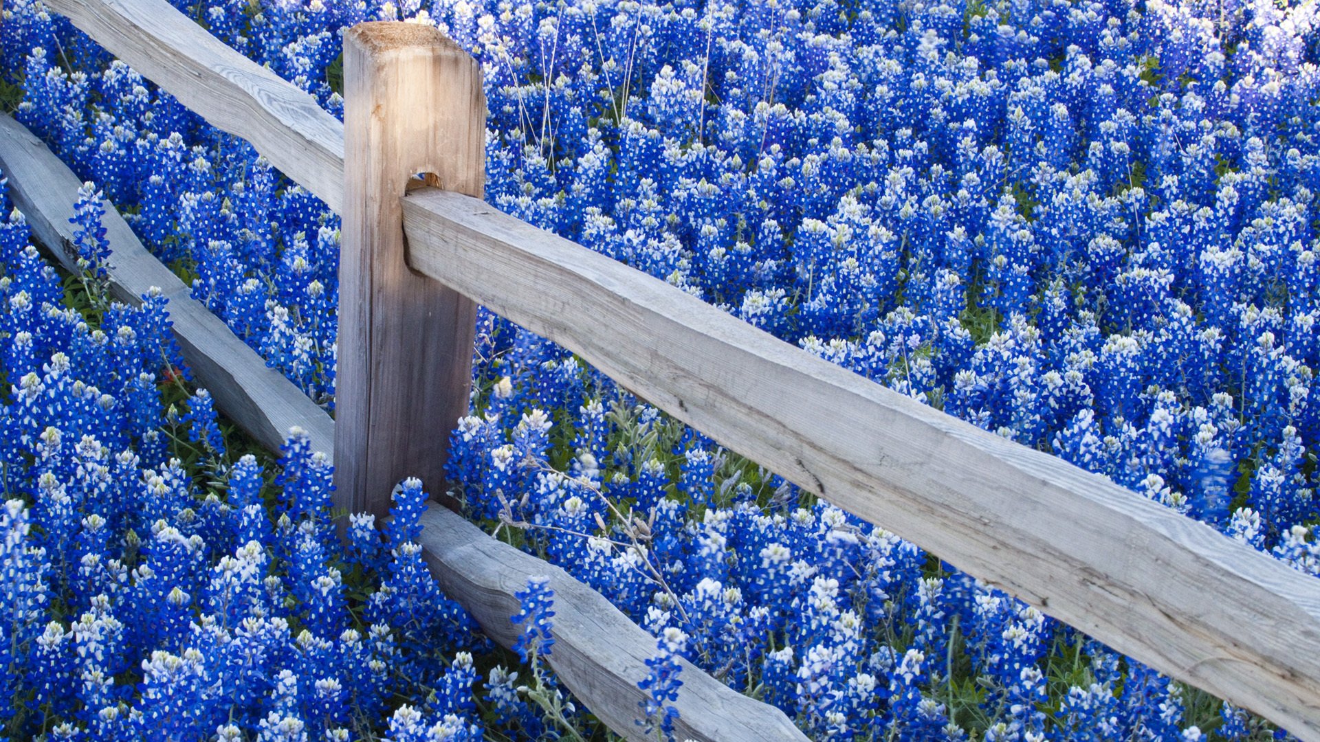 Texas Bluebonnets Wallpapers