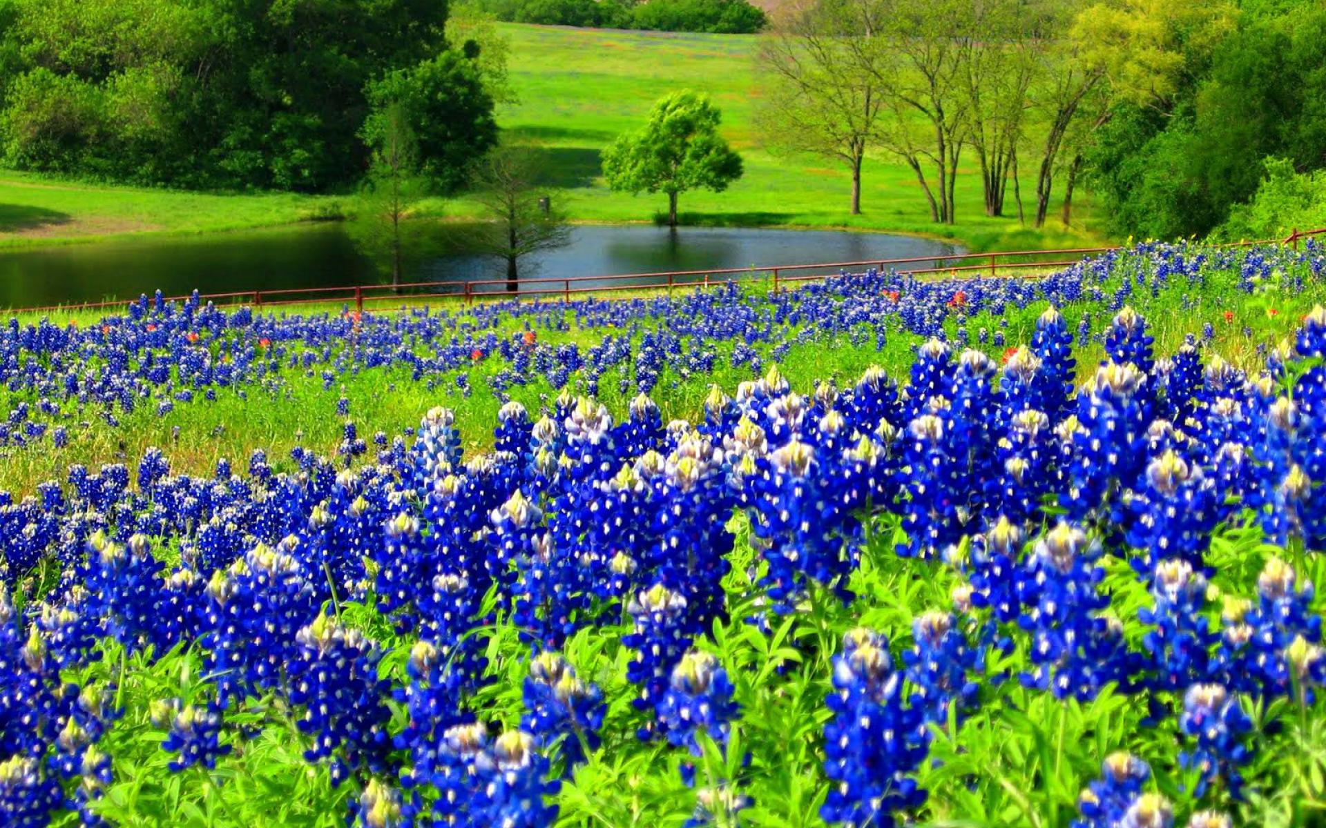 Texas Bluebonnets Wallpapers