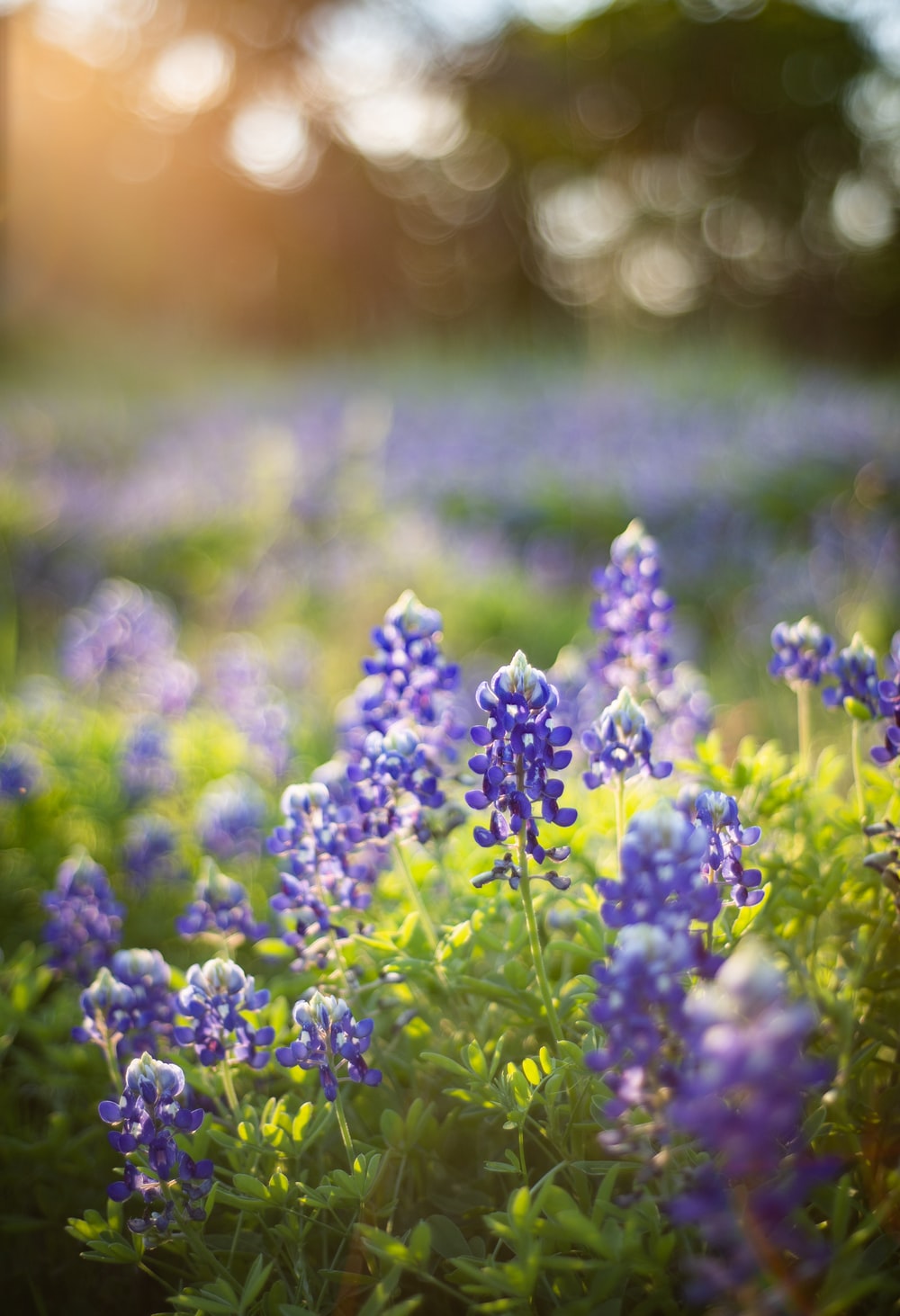 Texas Bluebonnets Wallpapers