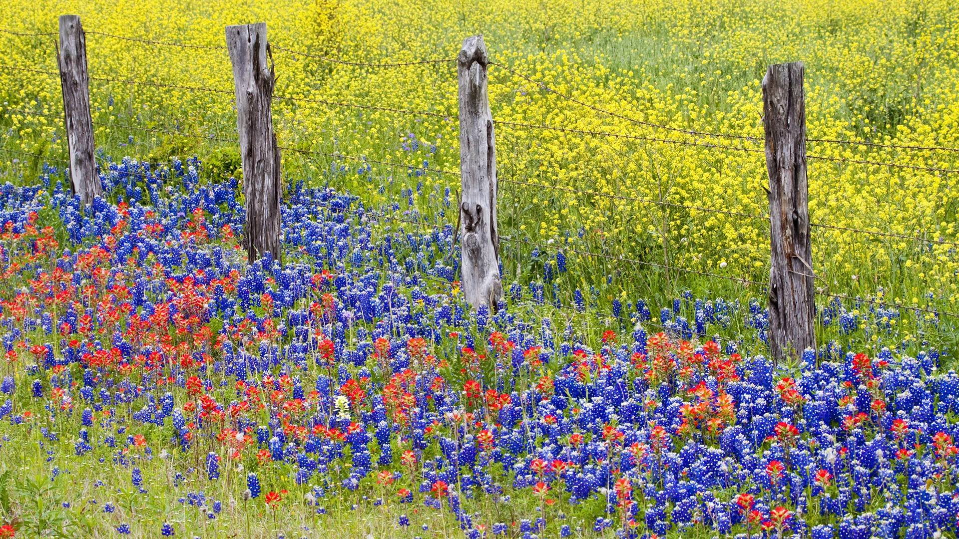 Texas Bluebonnets Wallpapers