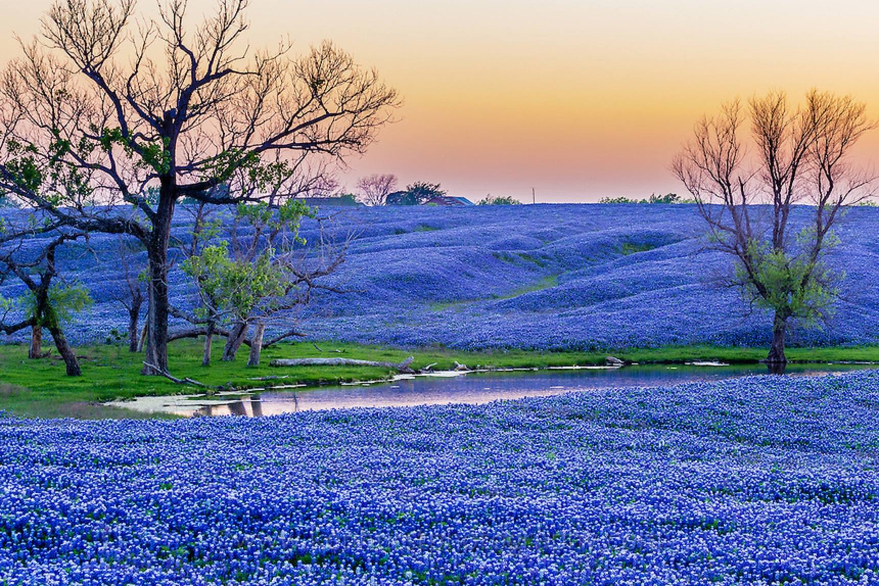 Texas Bluebonnets Wallpapers