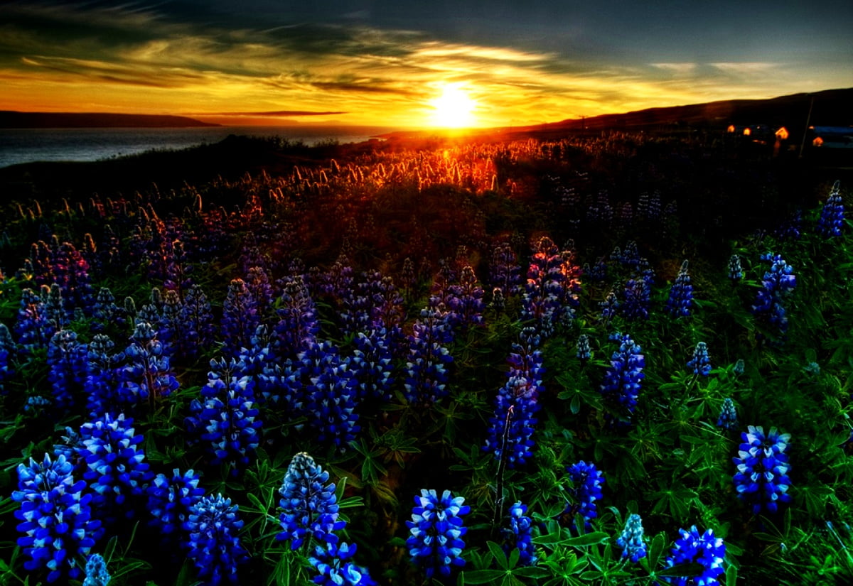 Texas Bluebonnets Wallpapers