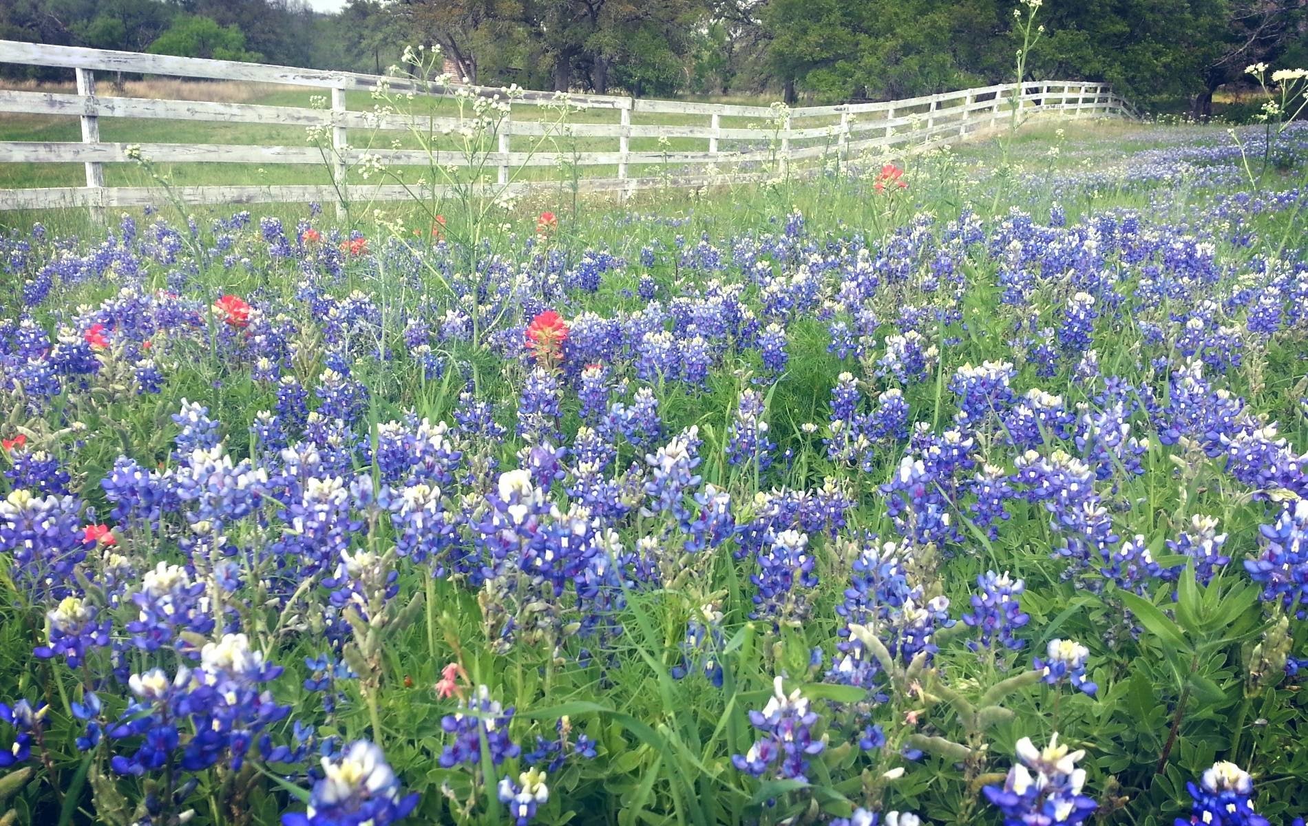 Texas Bluebonnets Wallpapers