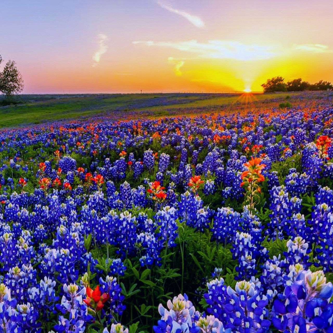 Texas Bluebonnets Wallpapers