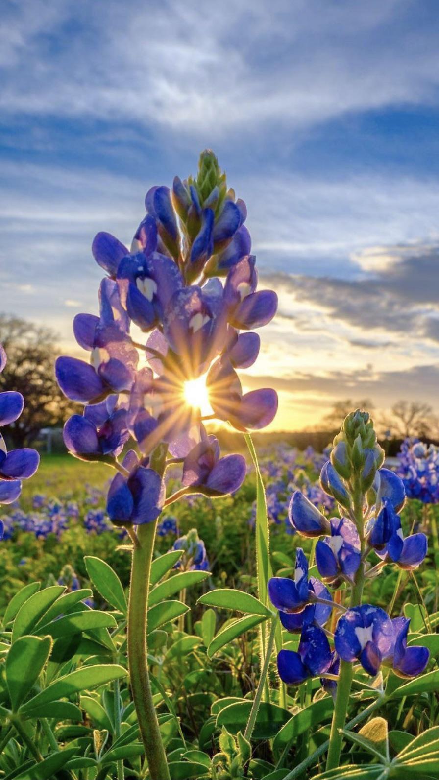 Texas Bluebonnets Wallpapers