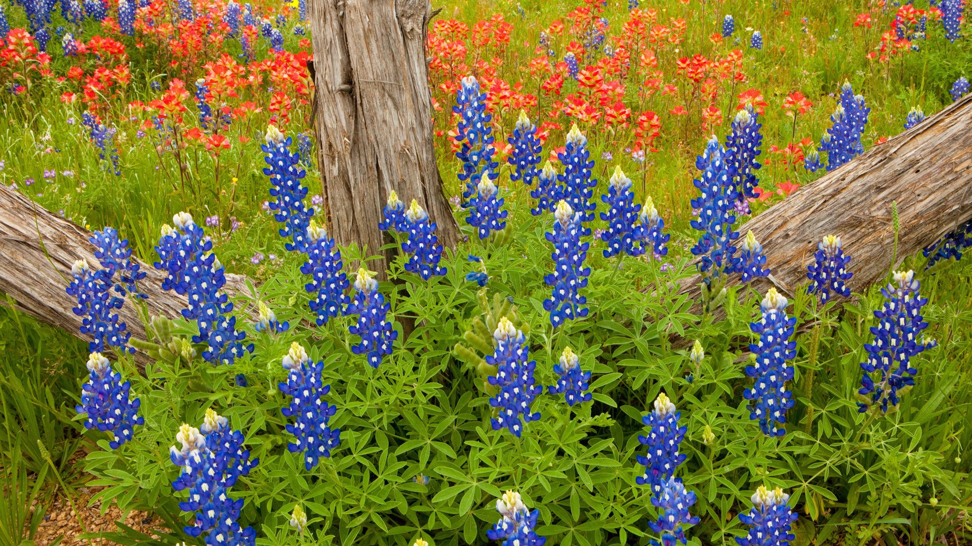 Texas Bluebonnets Wallpapers