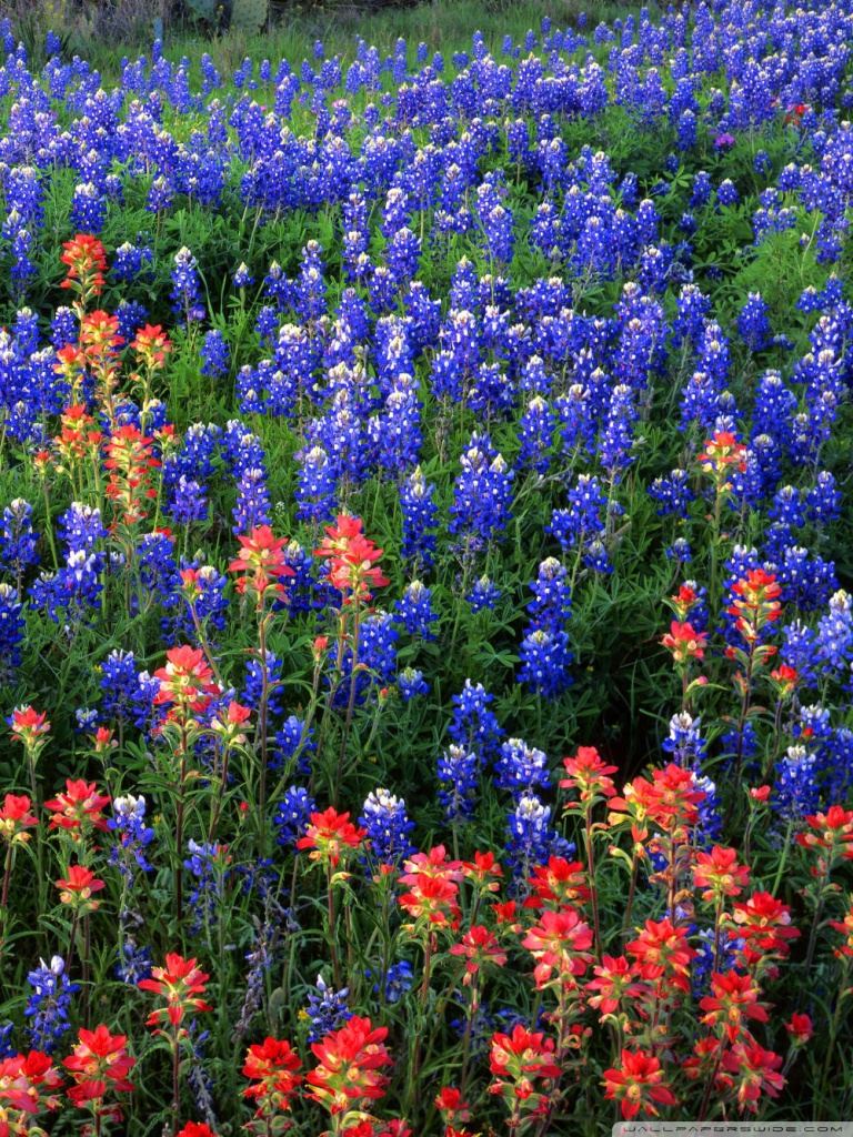 Texas Bluebonnets Wallpapers