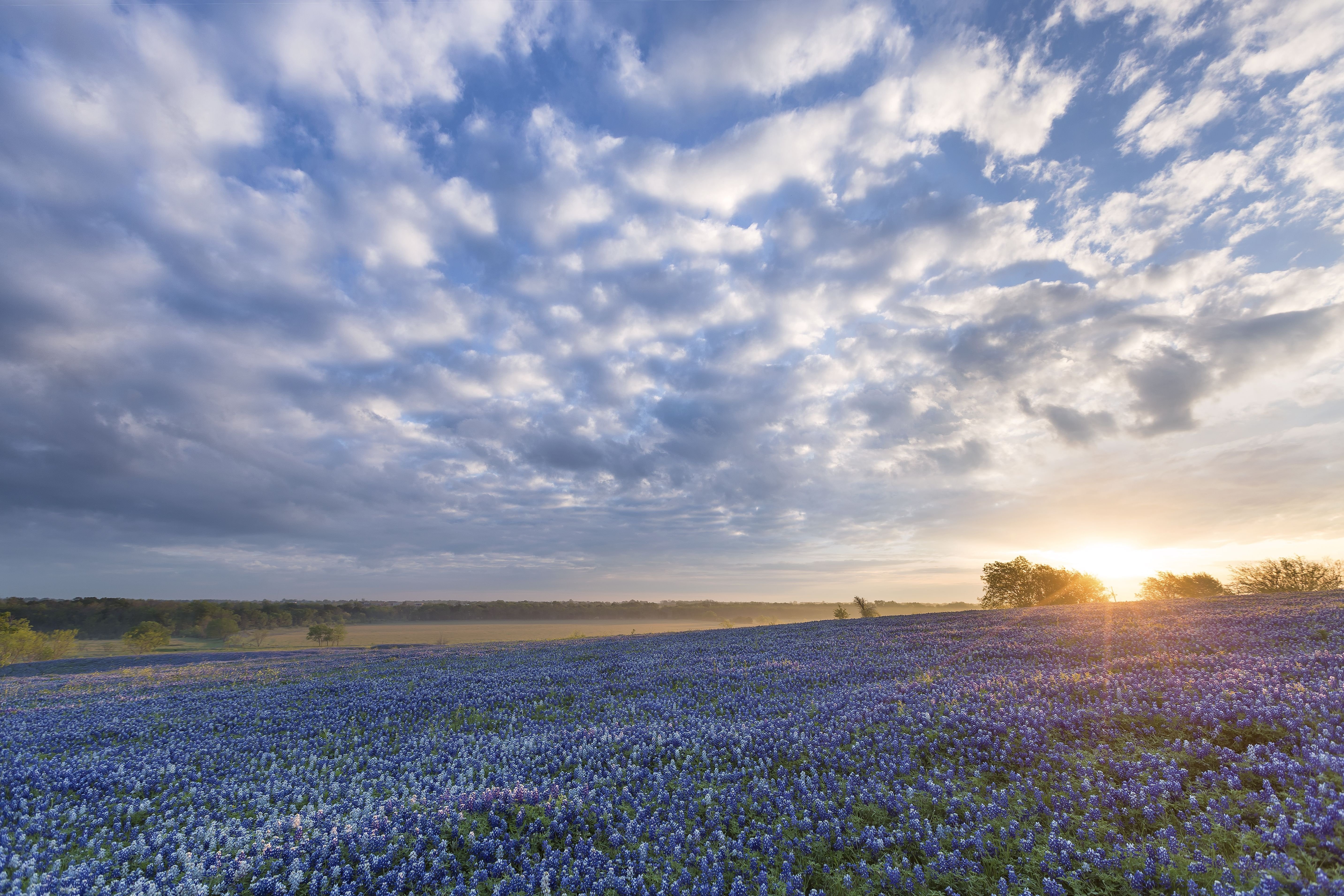 Texas Bluebonnets Wallpapers