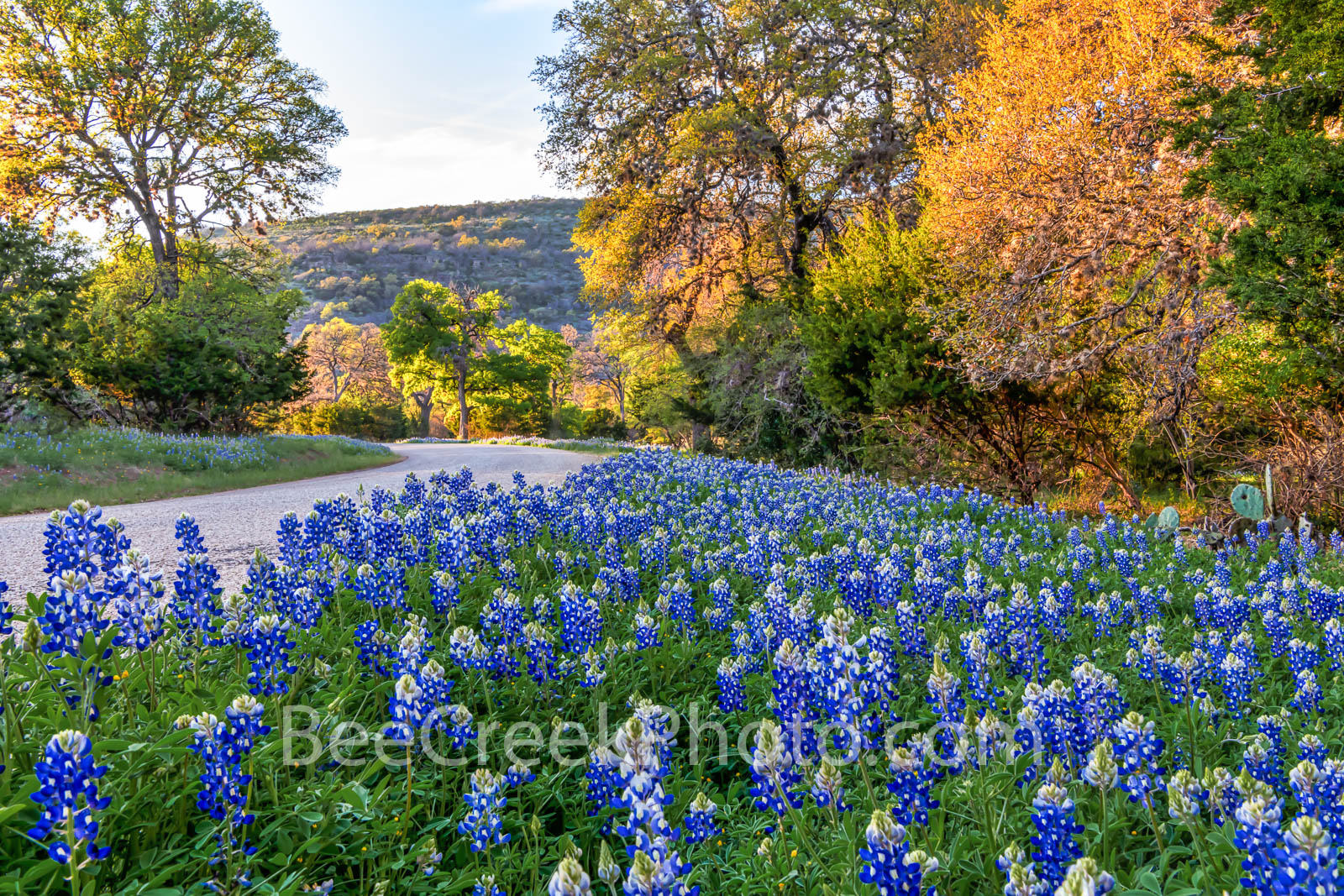 Texas Bluebonnets Wallpapers