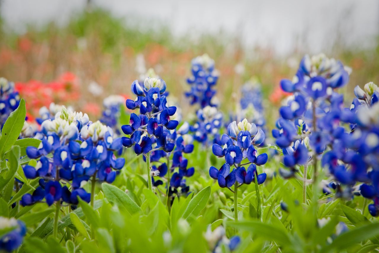 Texas Bluebonnets Wallpapers