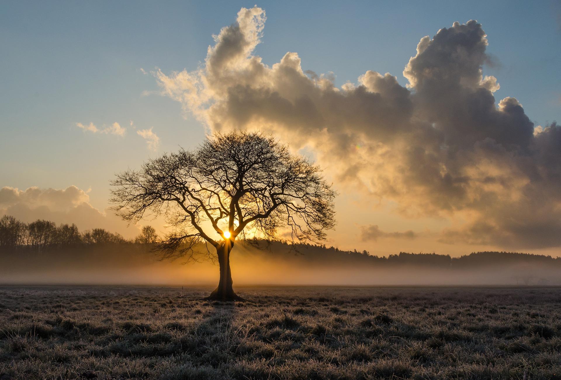 The Lonely Tree Wallpapers