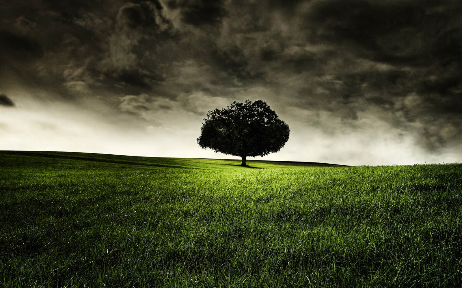 The Lonely Tree Wallpapers