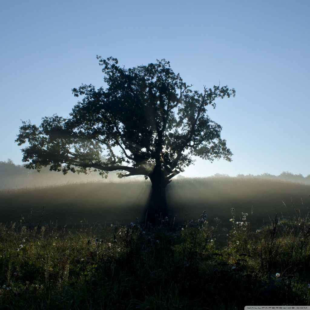 The Lonely Tree Wallpapers