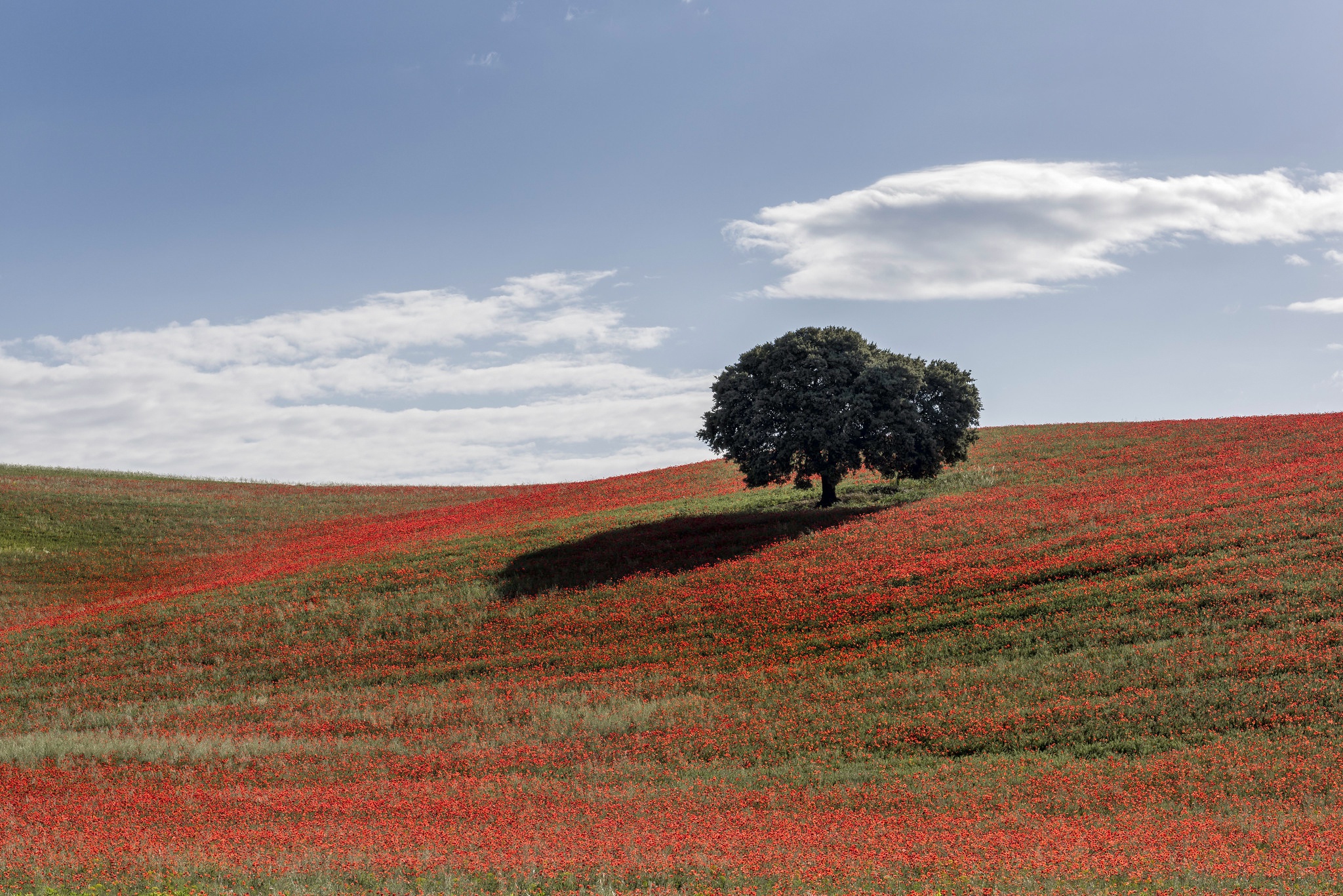 The Lonely Tree Wallpapers