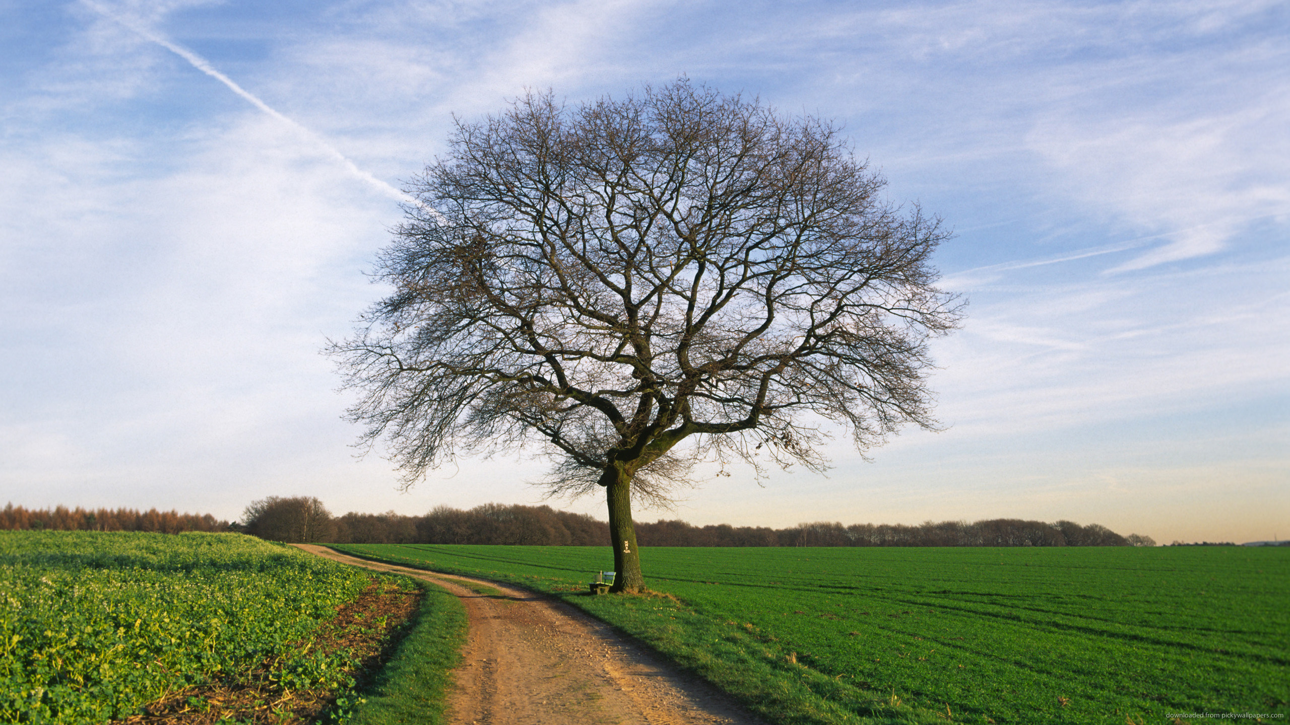 The Lonely Tree Wallpapers