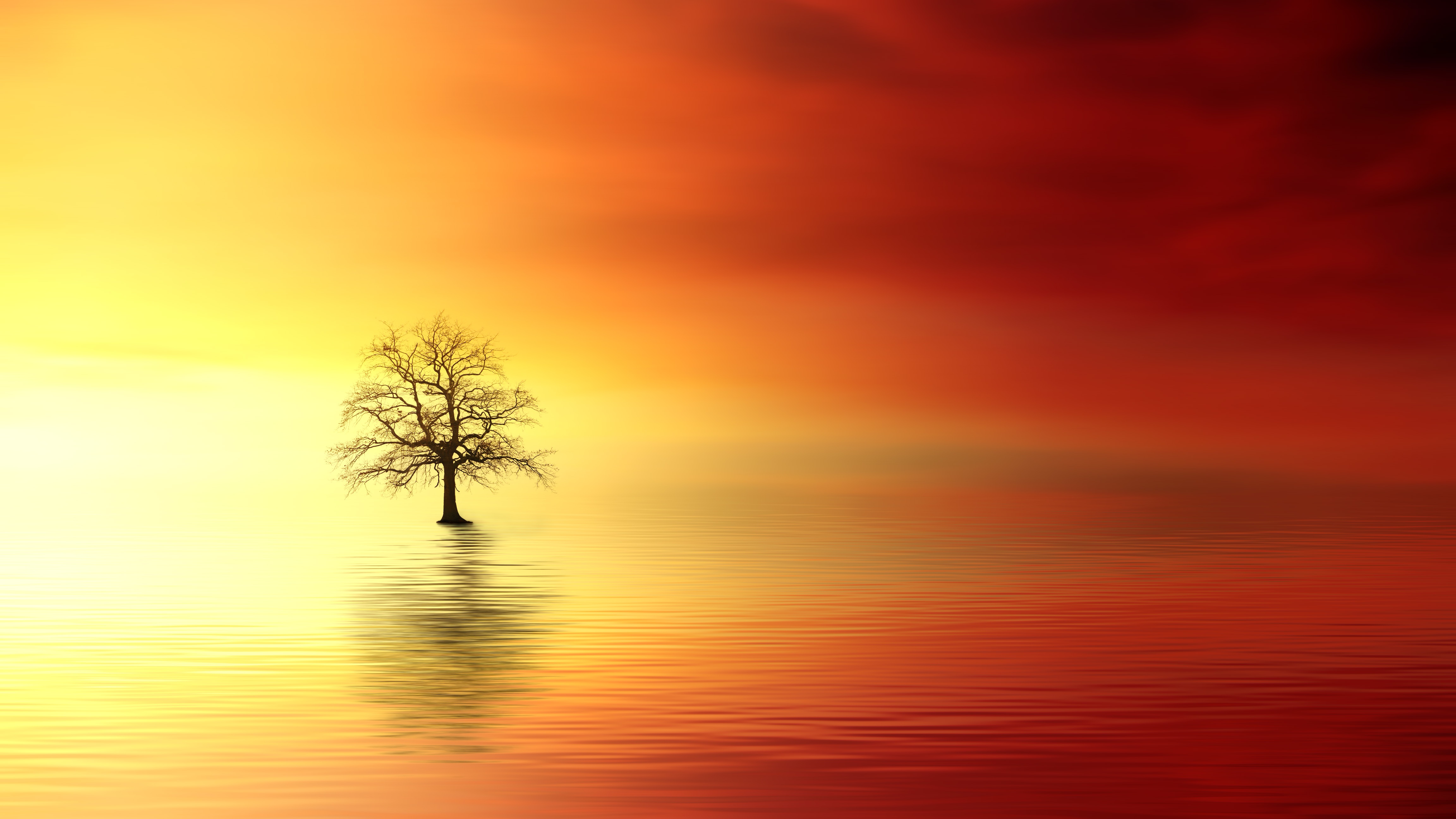 The Lonely Tree Wallpapers