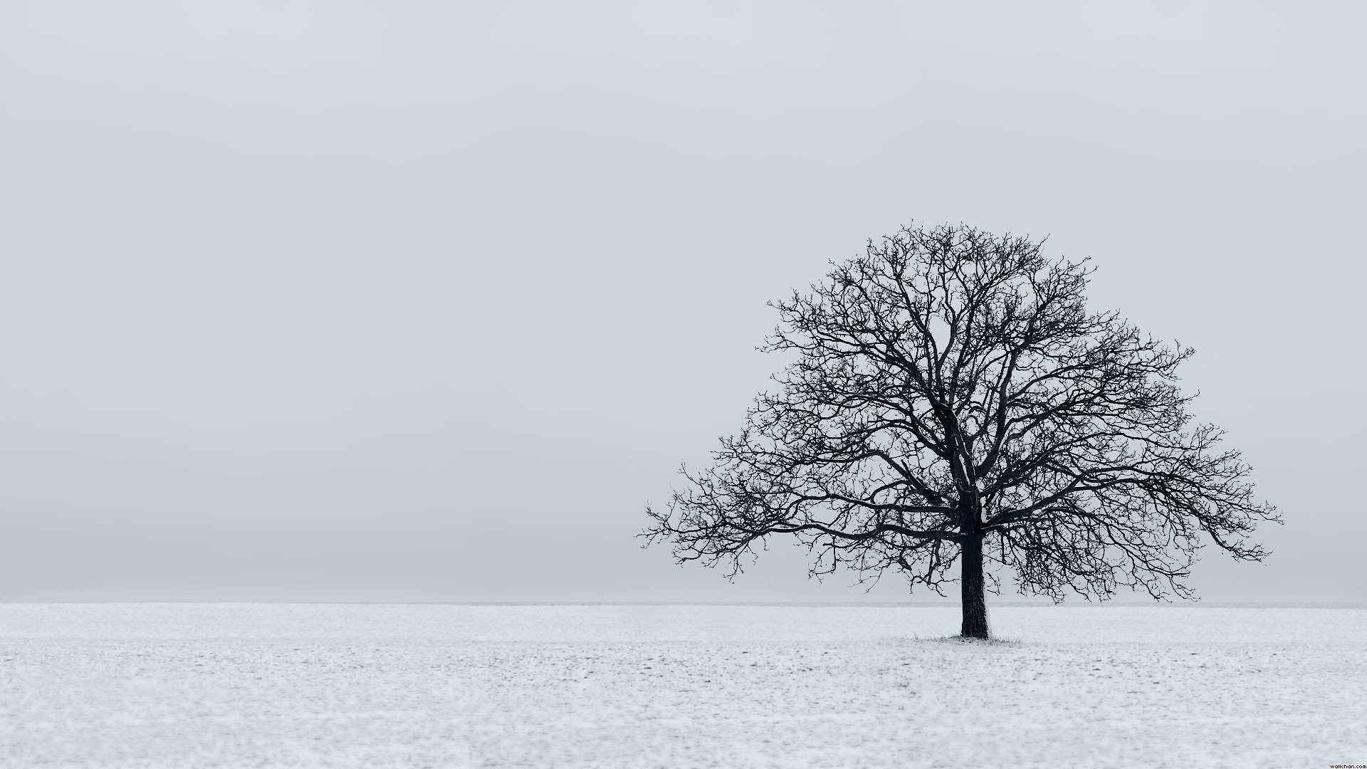 The Lonely Tree Wallpapers