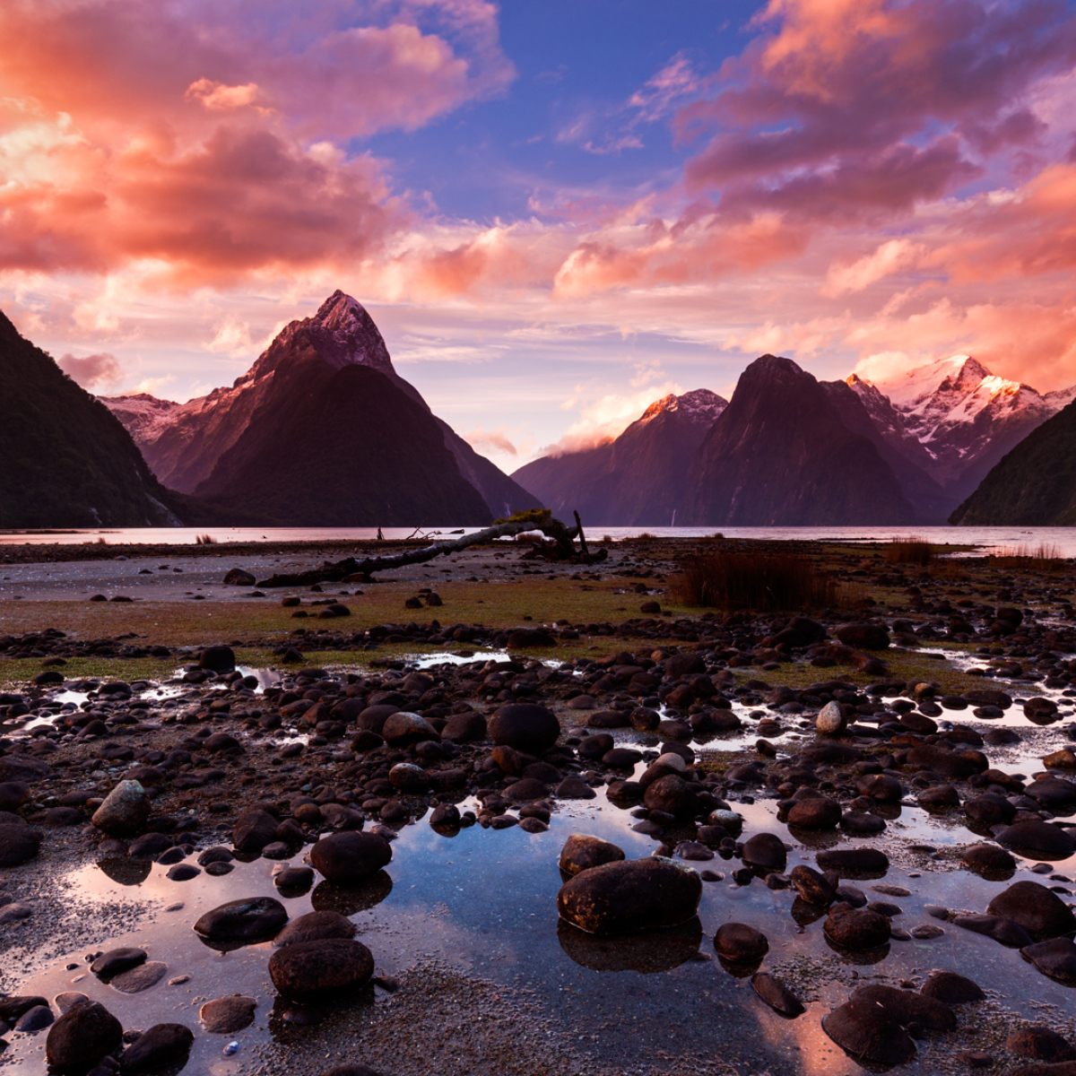 The Milky Pink Sea At Milford Sound 4K New Zealand Wallpapers