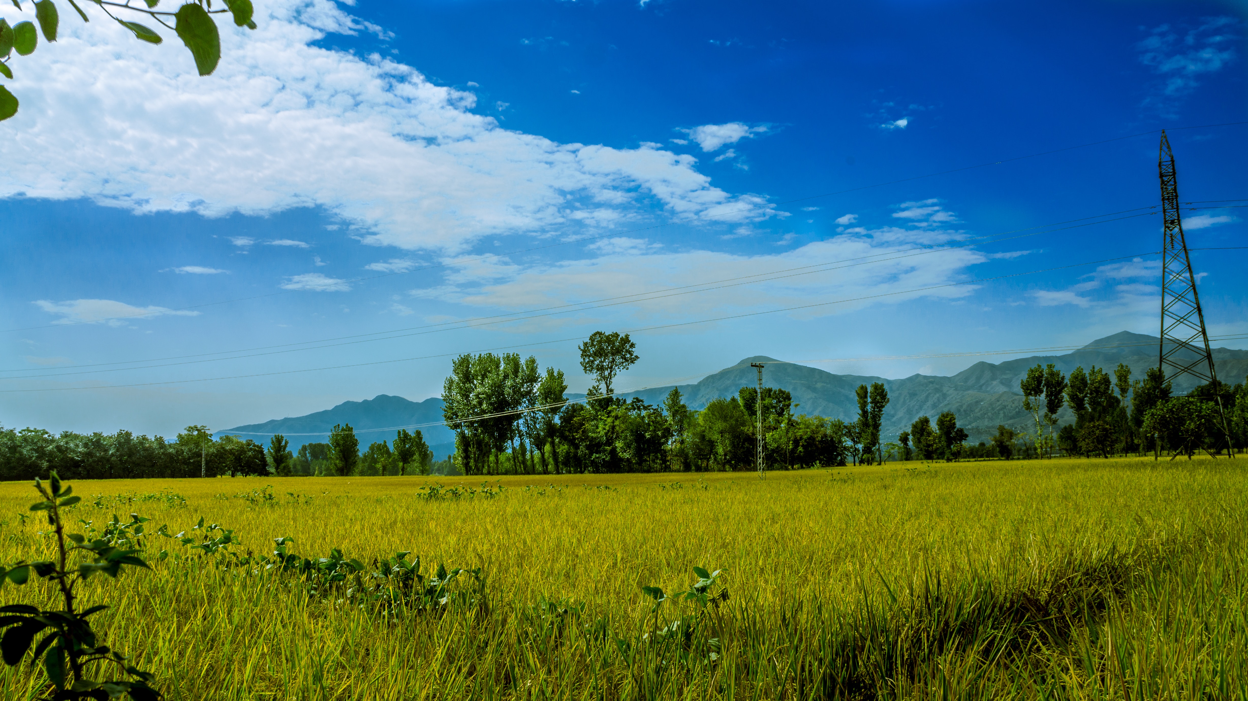 The Tree And Haystack Field Wallpapers