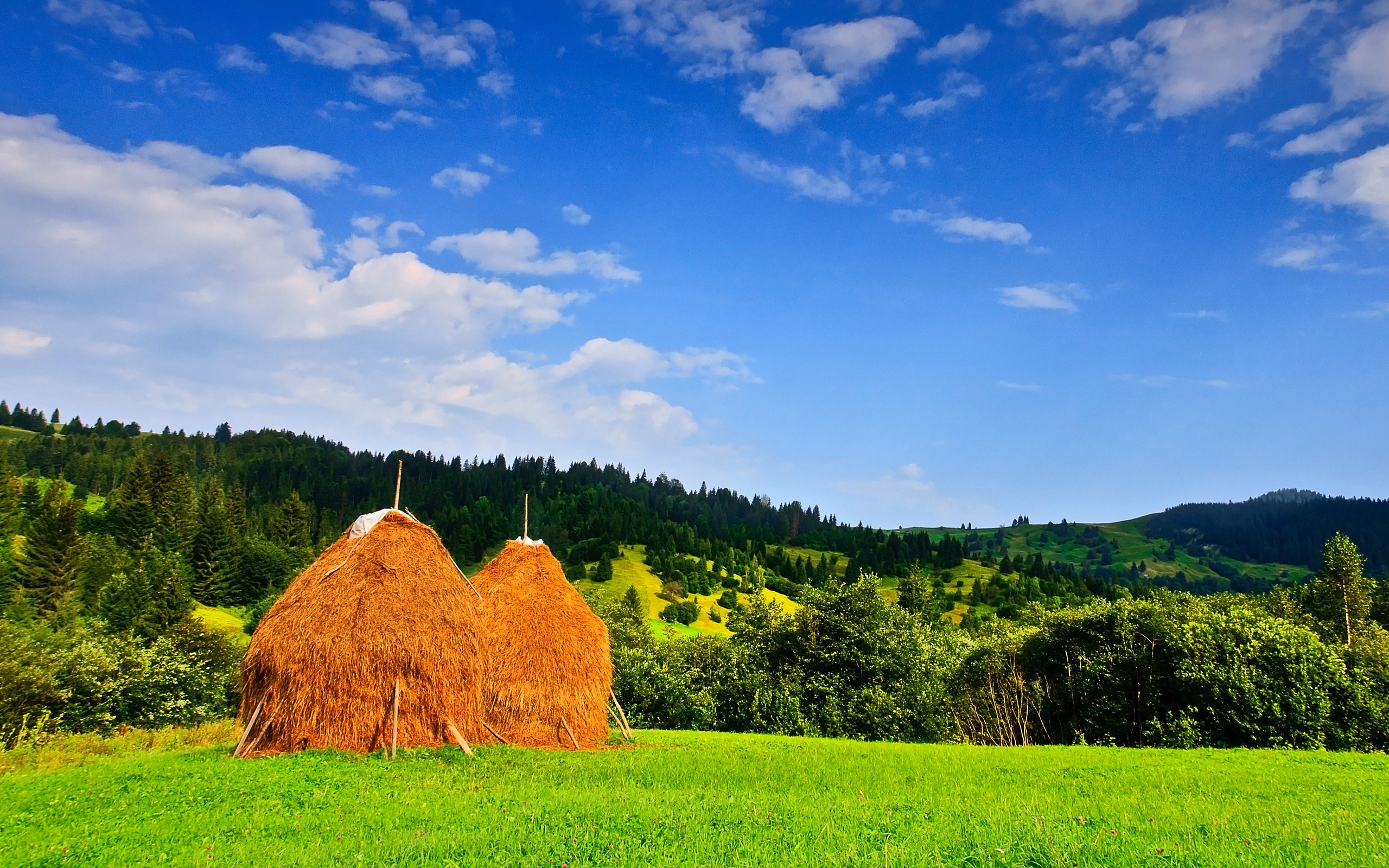 The Tree And Haystack Field Wallpapers