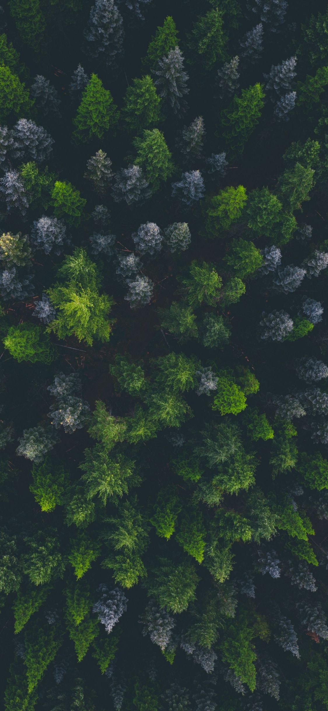 Top View Of Forest Green Trees Wallpapers