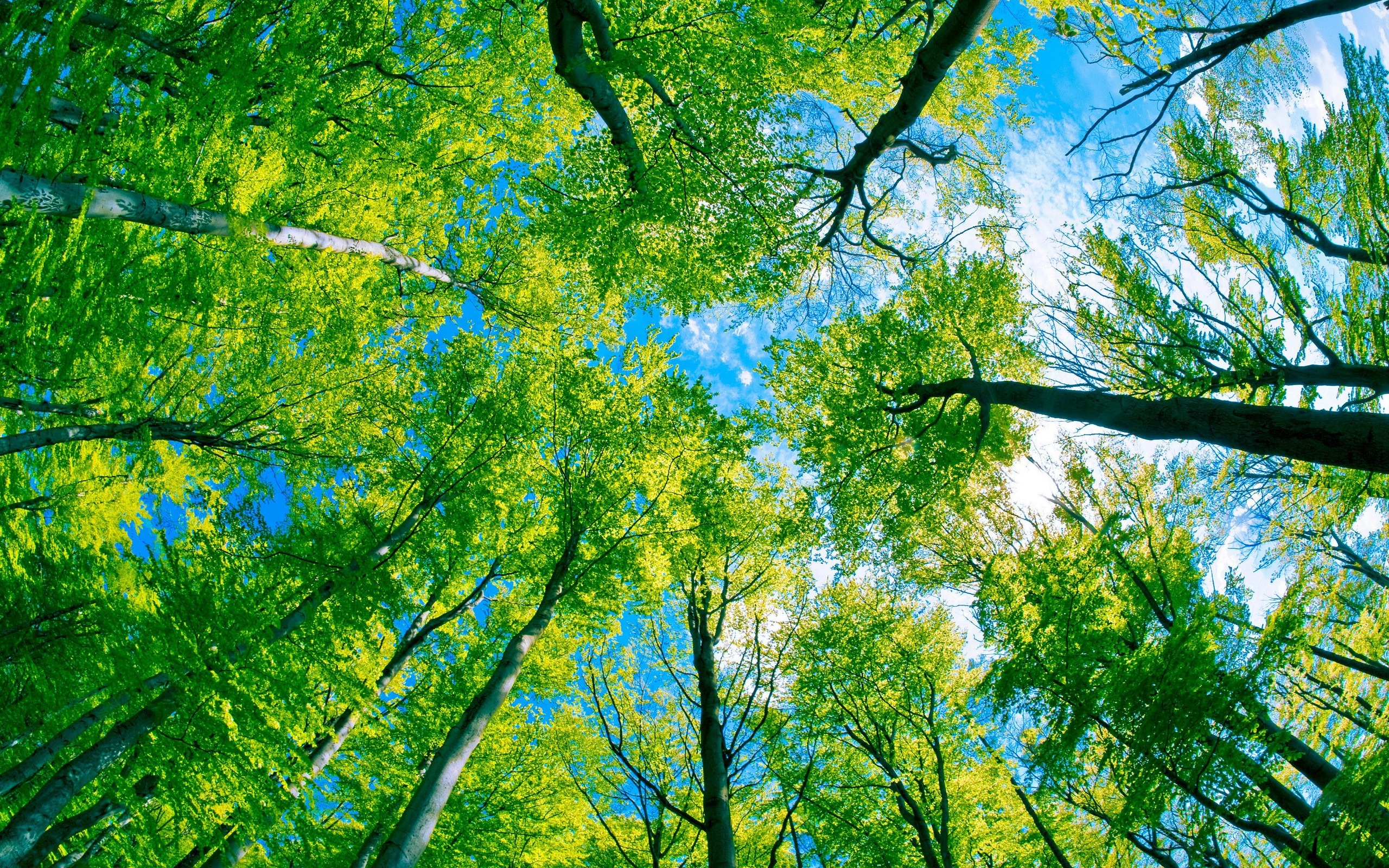 Top View Of Forest Green Trees Wallpapers