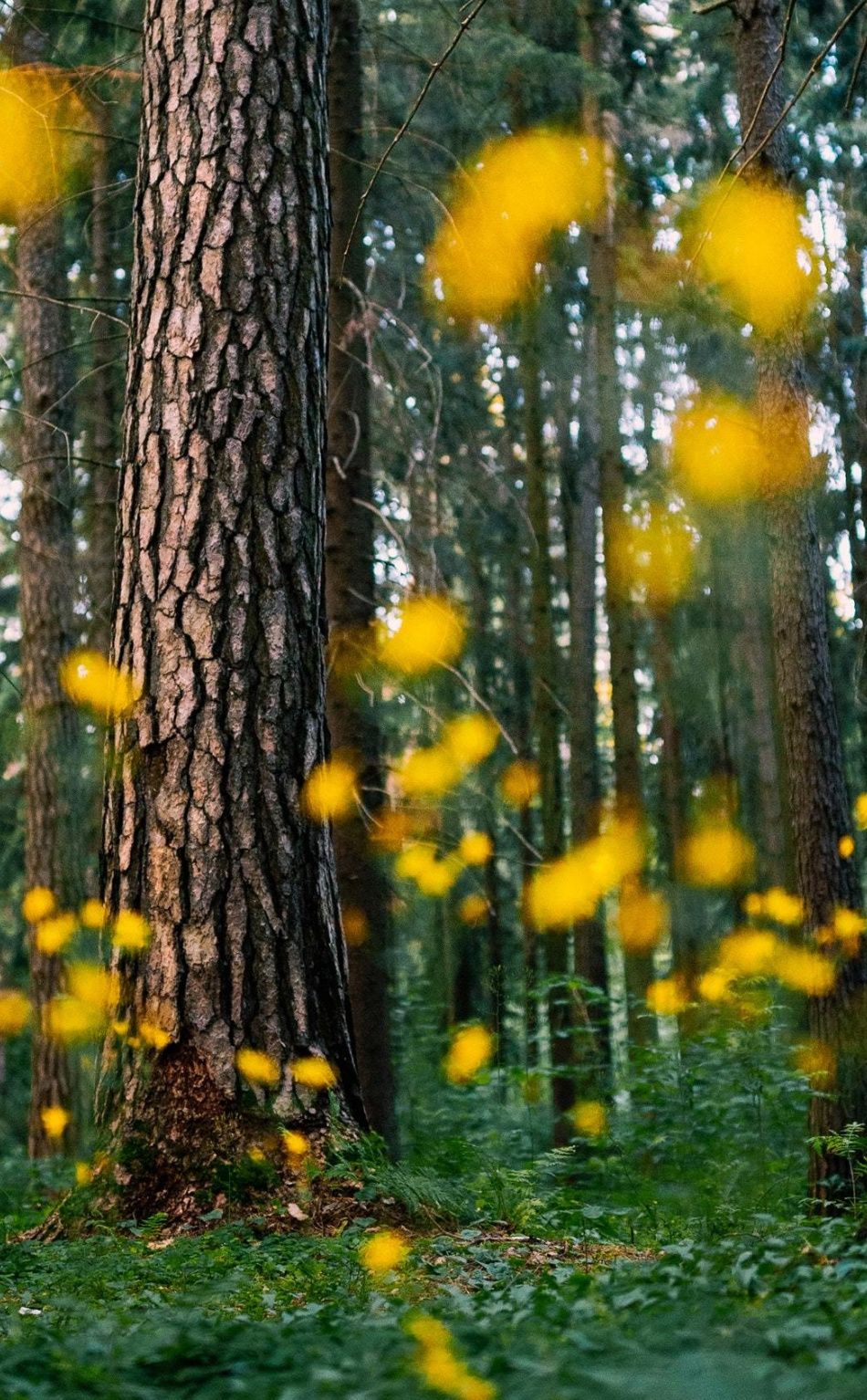 Top View Of Forest Green Trees Wallpapers