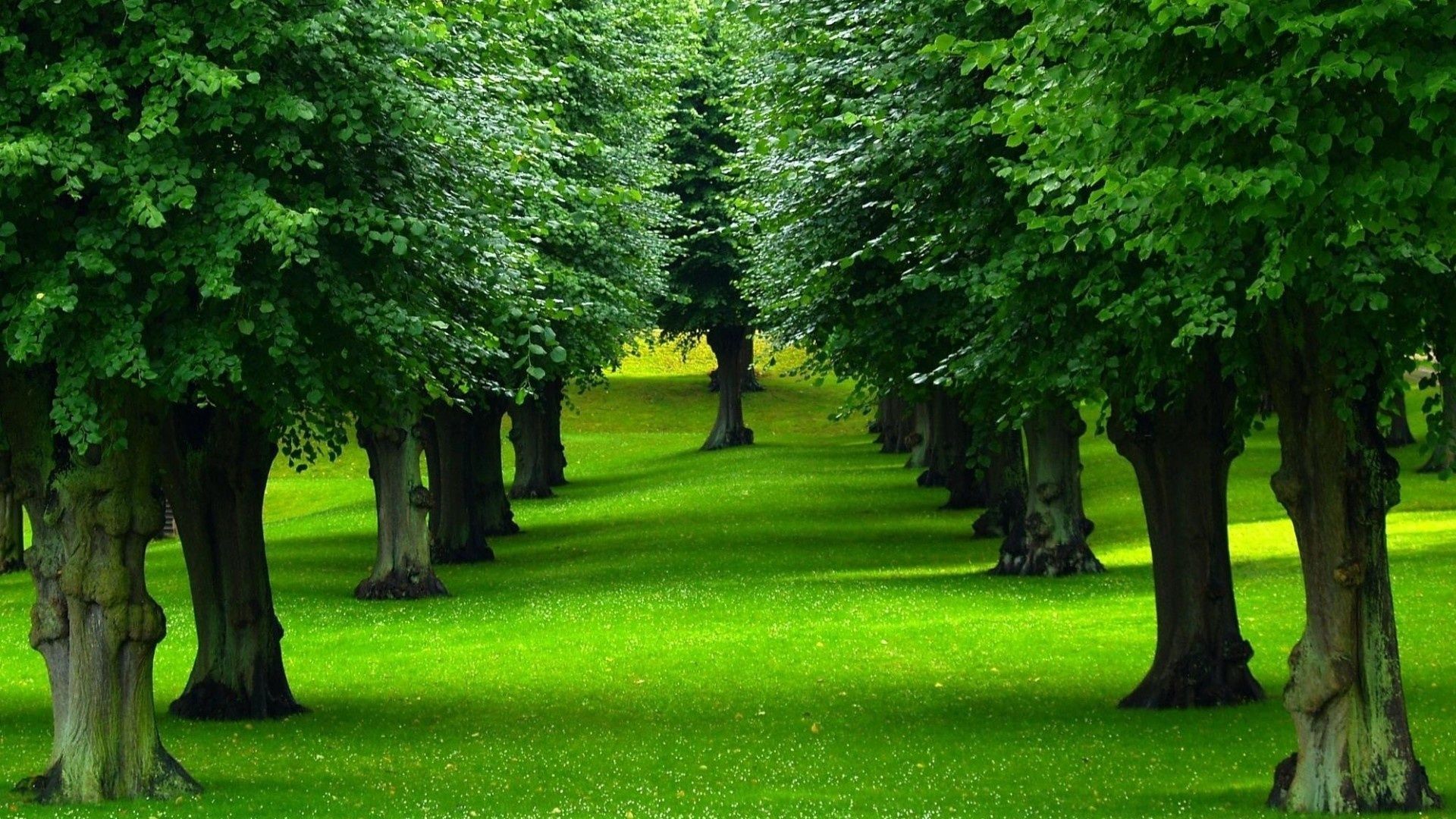 Top View Of Forest Green Trees Wallpapers