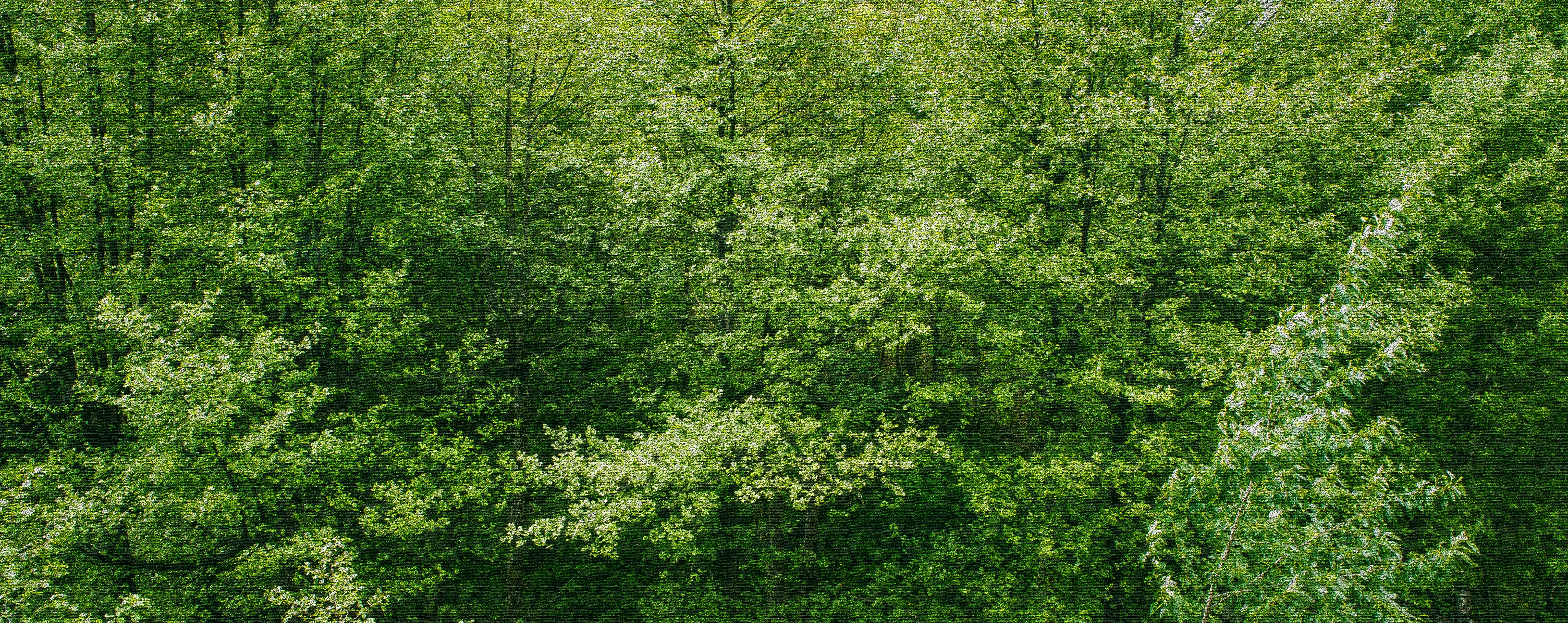 Top View Of Forest Green Trees Wallpapers