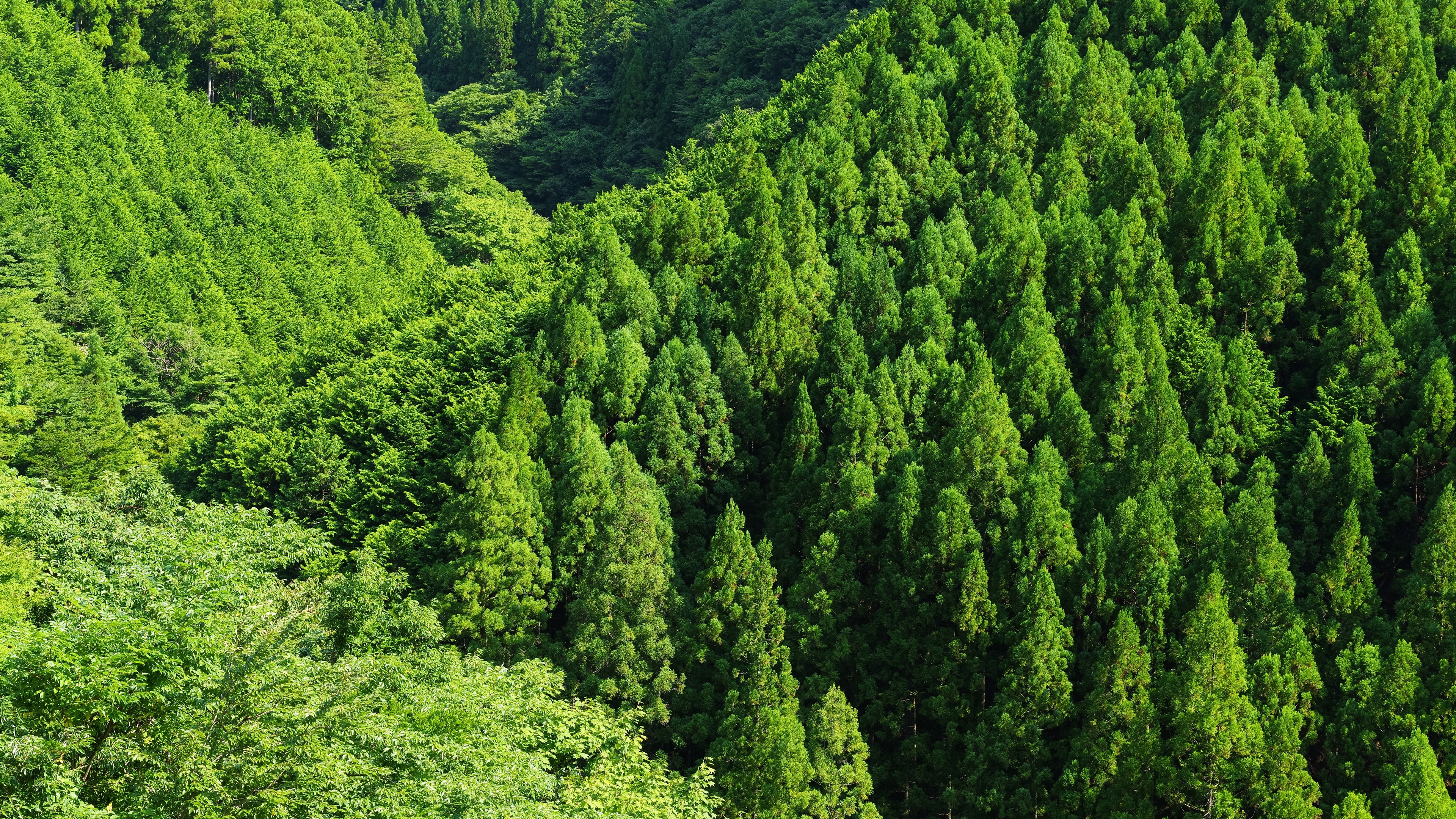 Top View Of Forest Green Trees Wallpapers