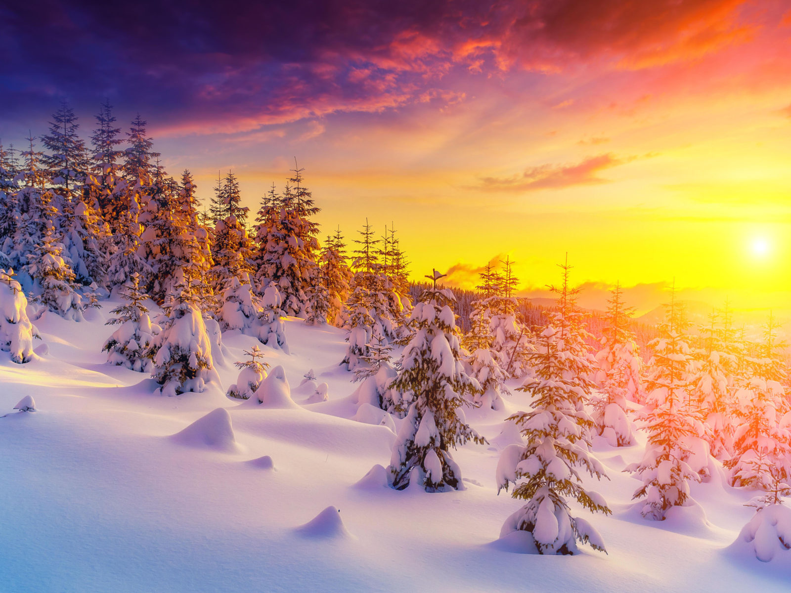 Tree In Snow Winter Sunset Wallpapers