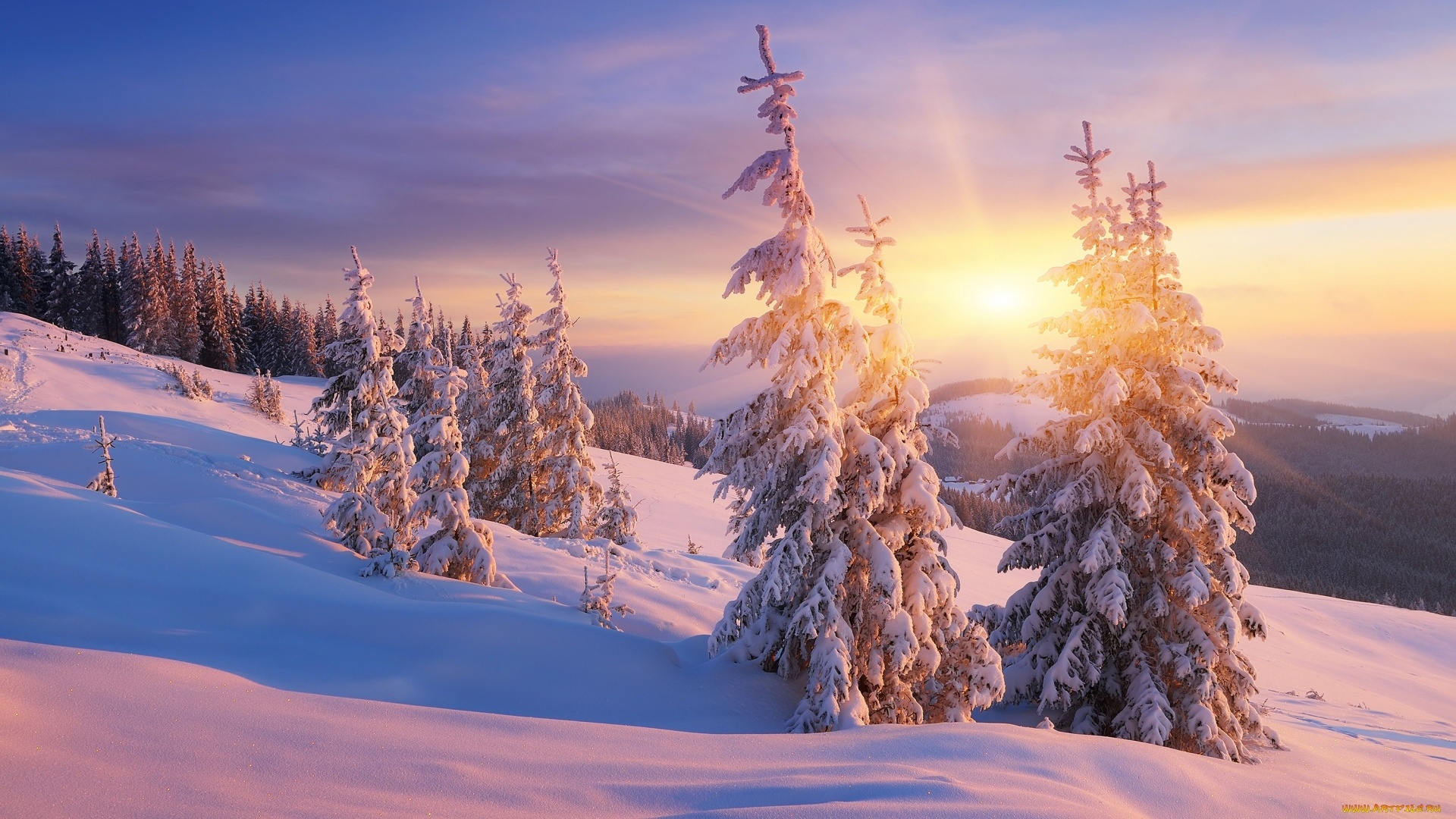 Tree In Snow Winter Sunset Wallpapers