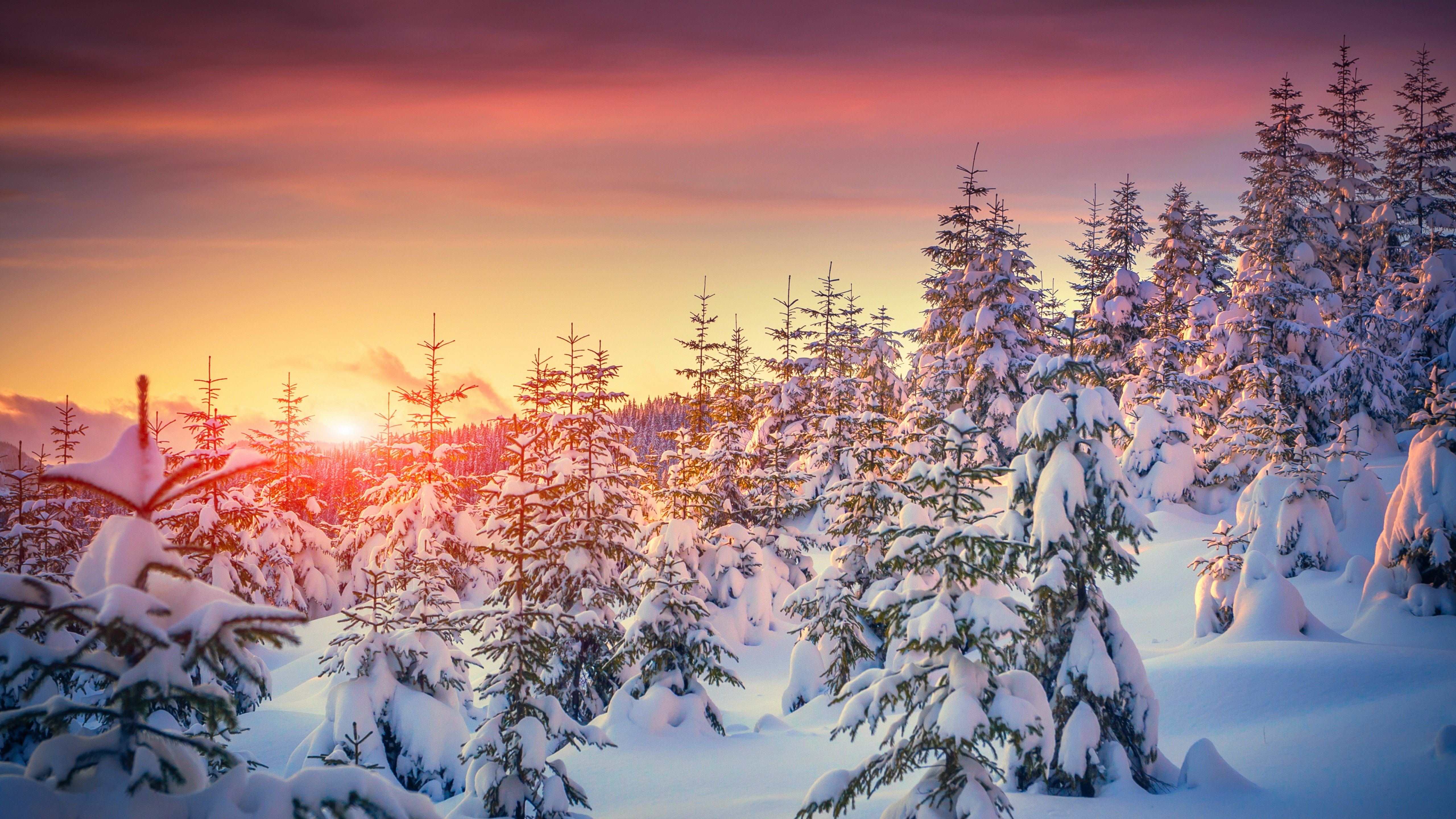 Tree In Snow Winter Sunset Wallpapers