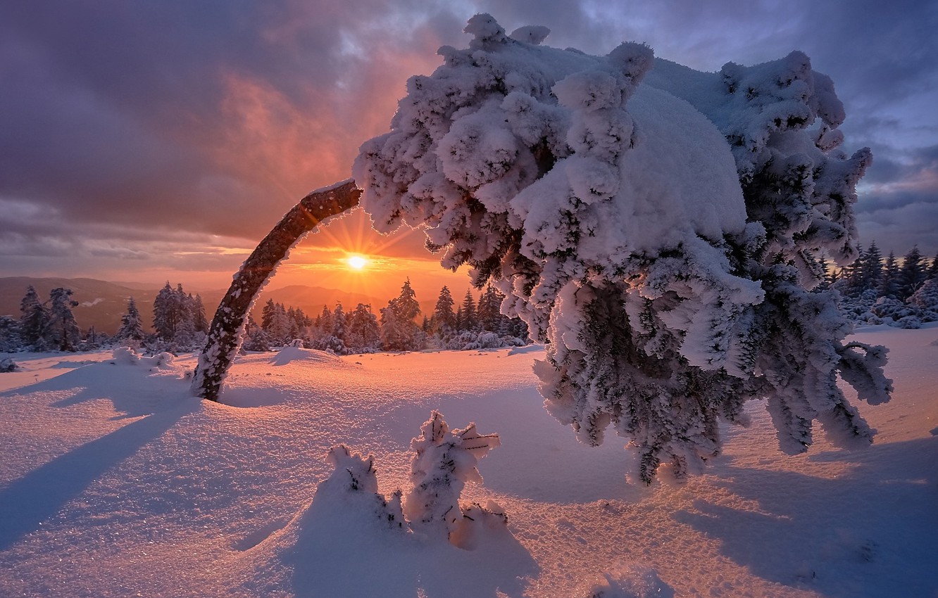 Tree In Snow Winter Sunset Wallpapers